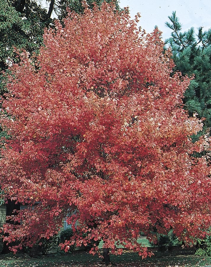  NURSERY 6-Gallon Red Shade Tree Autumn Flame Maple In Pot (With Soil)