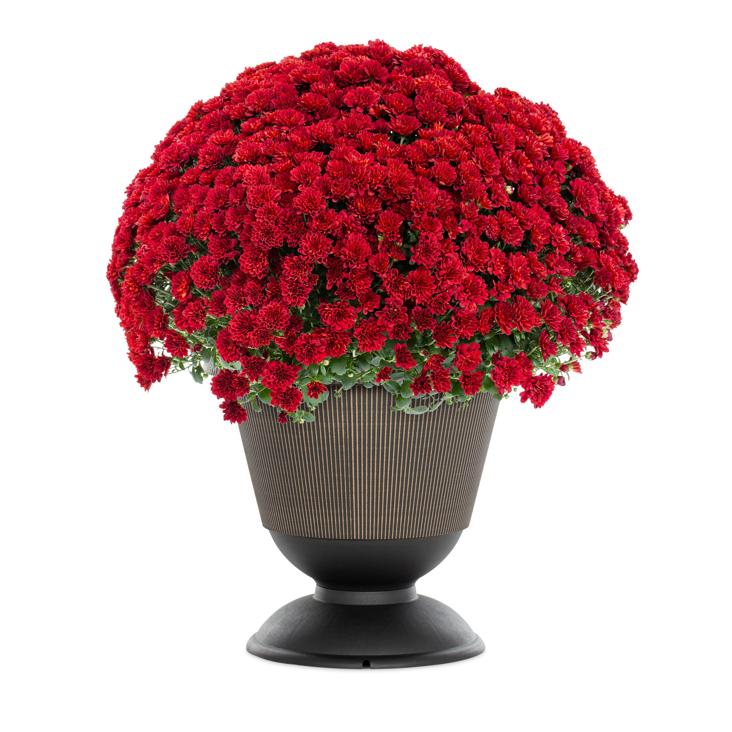 Lowe's NURSERY annuals - View #4