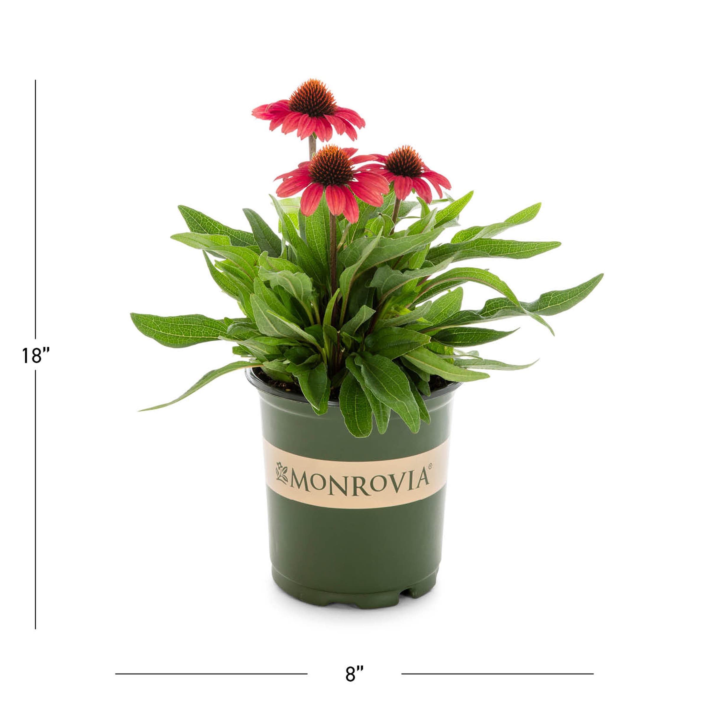 Monrovia 78646 perennials - View #3