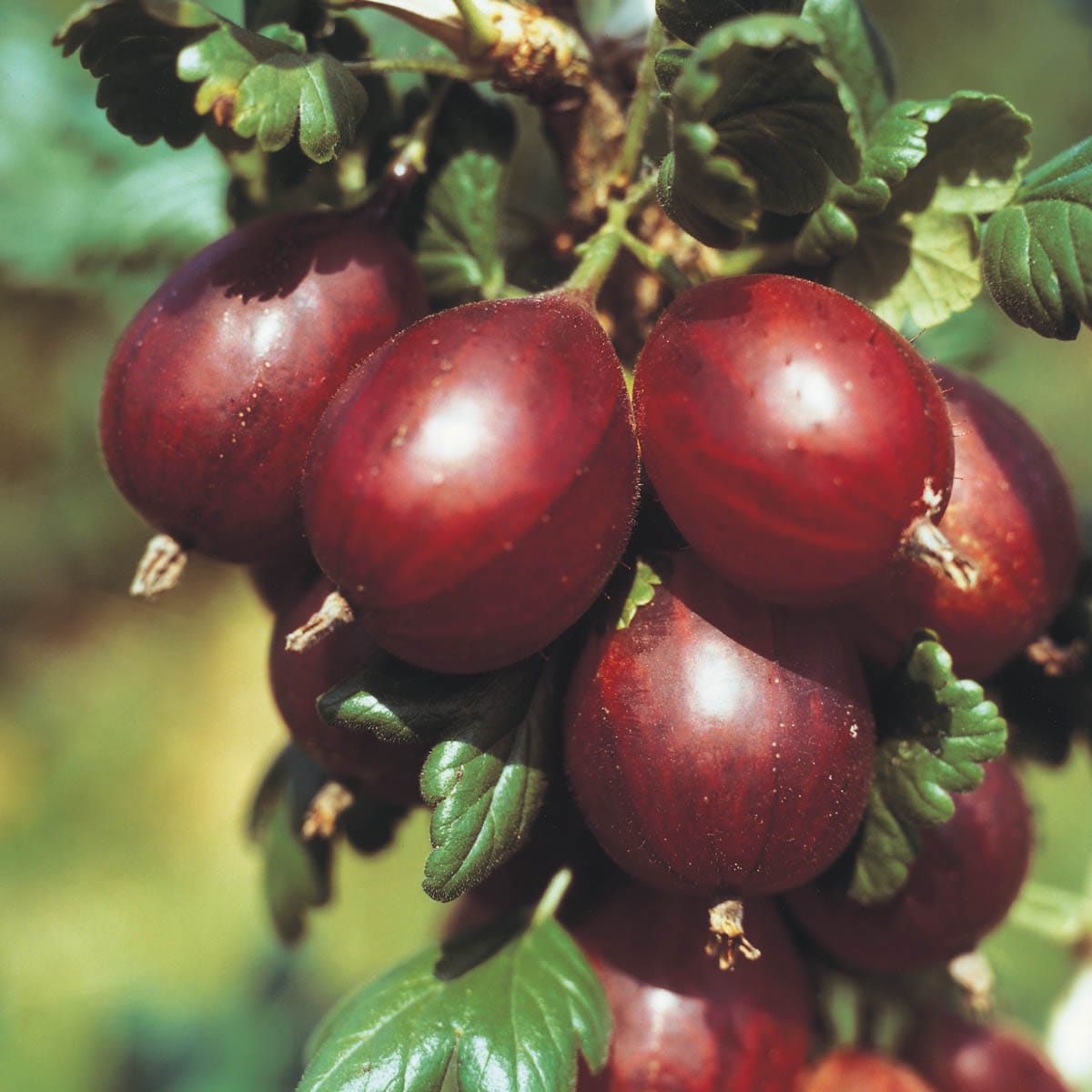 Direct Gardening 96494 1 -Pack Gooseberry Plant in Bareroot Spring
