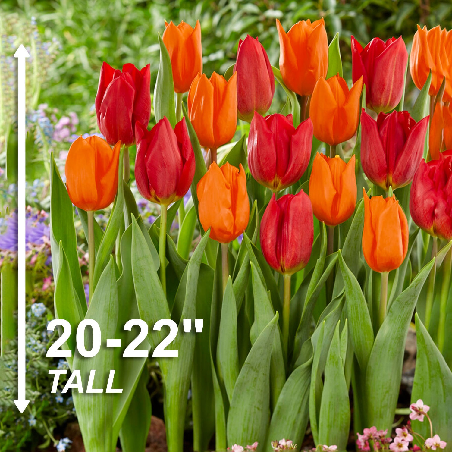 Garden State Bulb ECF-129-100-04 Plant-Bulbs - View #3