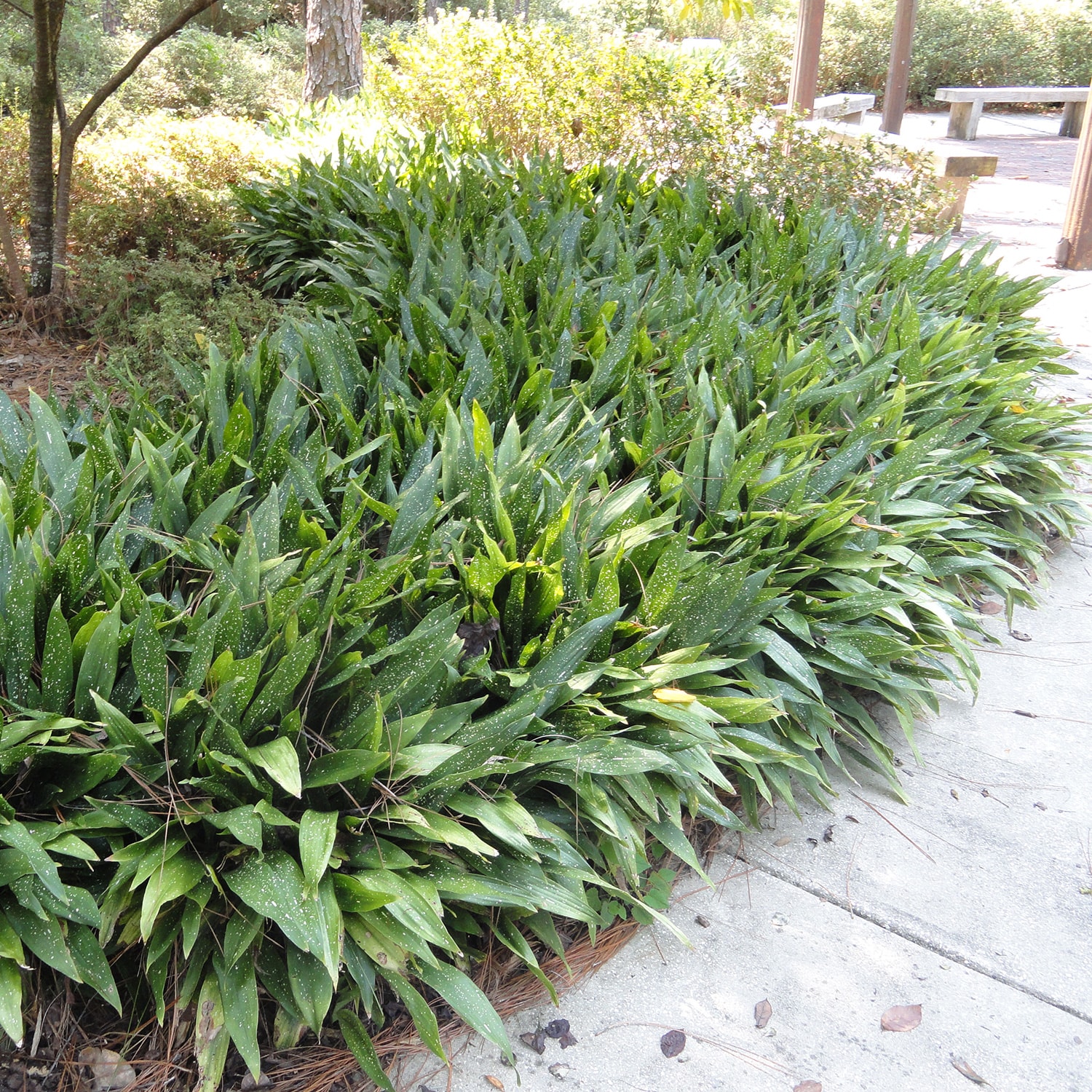 Flowerwood 02853FL-1 shrubs - View #4