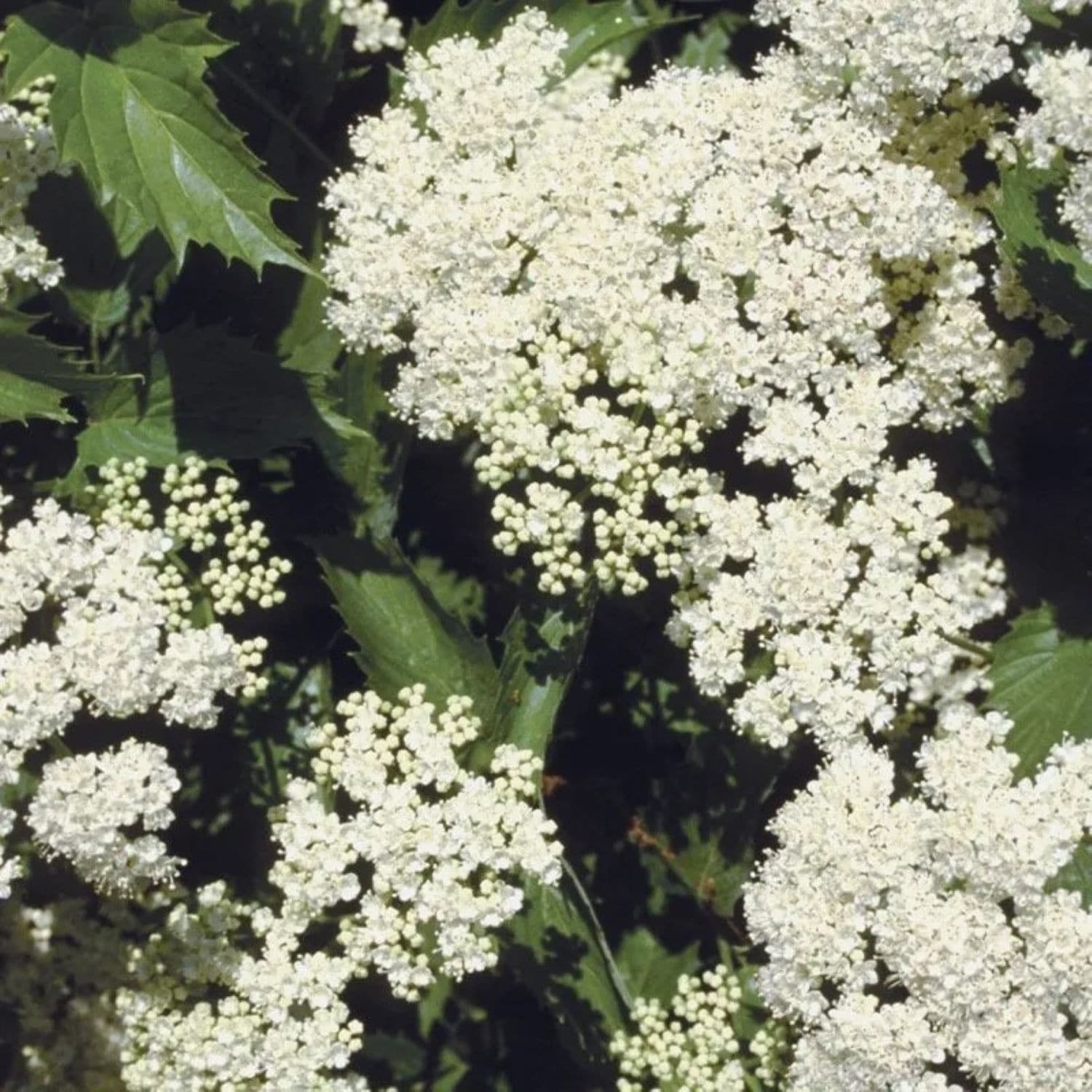 Proven Winners O89782W shrubs - View #3
