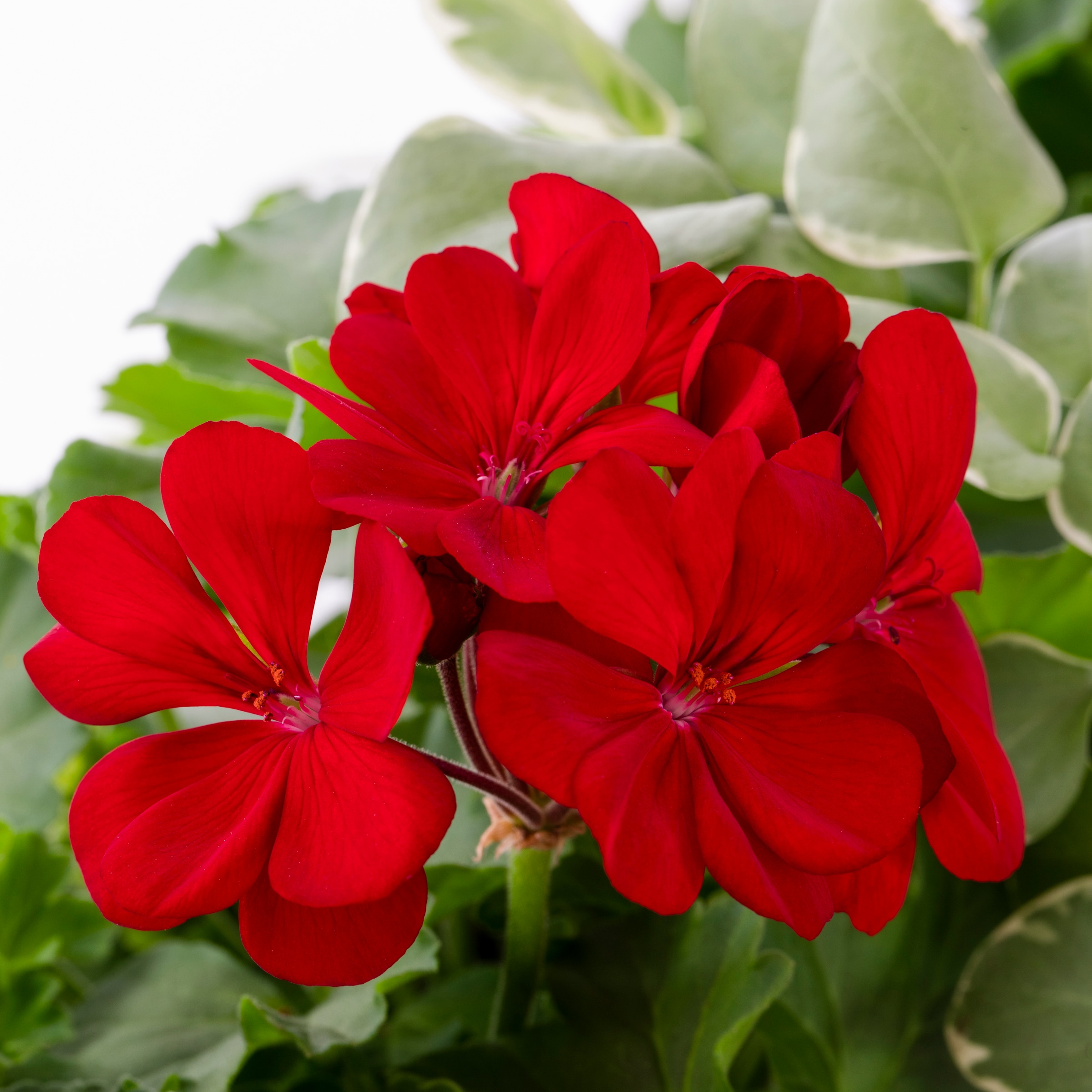 Lowe's NURSERY annuals - View #5