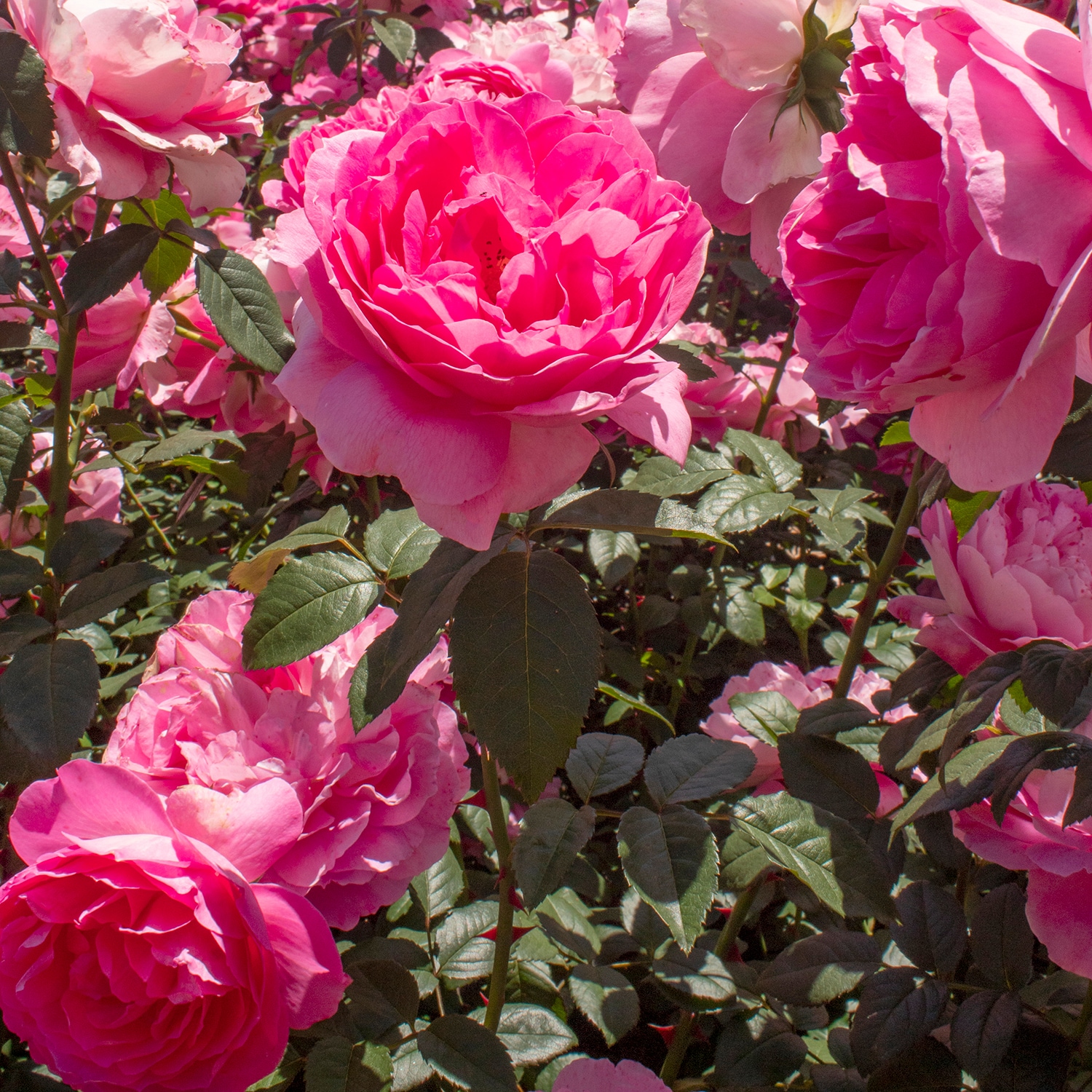 Altman Plants 0872516 roses - View #9