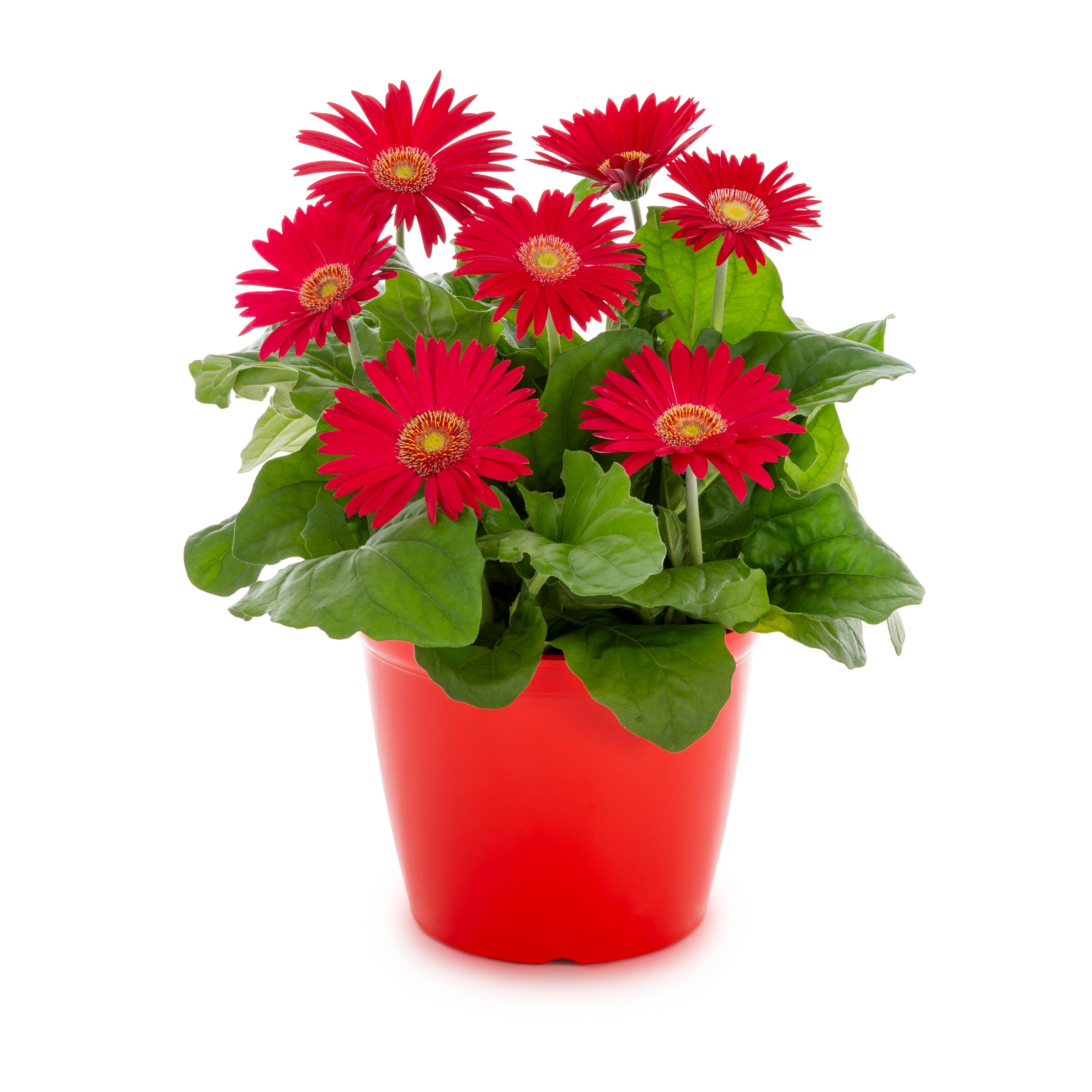 Lowe's 3QPGER Multicolor Gerbera Daisy in 3-Quart Planter