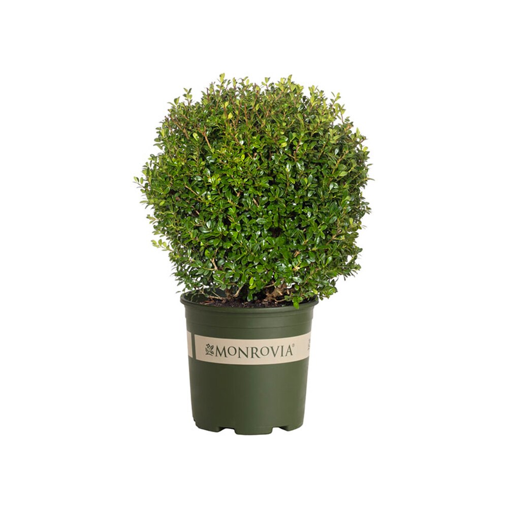 Monrovia - 1.73 -Gallon Holly LUXUS Compact Japanese Foundation/Hedge Shrub with White Blooms 1 -...