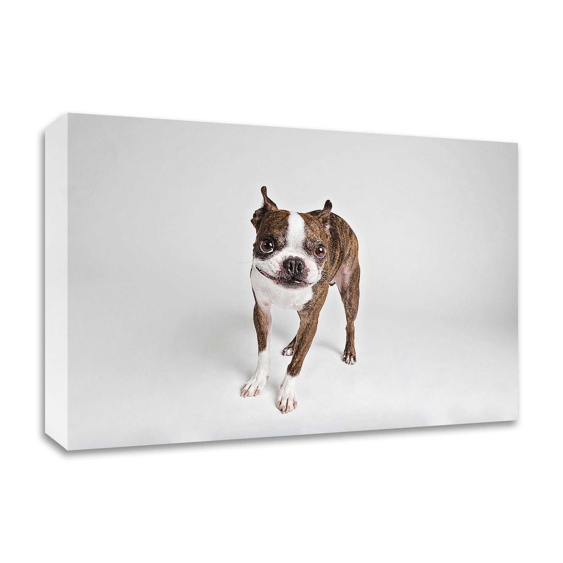Tangletown Fine Art 8S1689DC-3624 Kevin Susan Sabo 24-in H x 36-in W Animals Print on Canvas