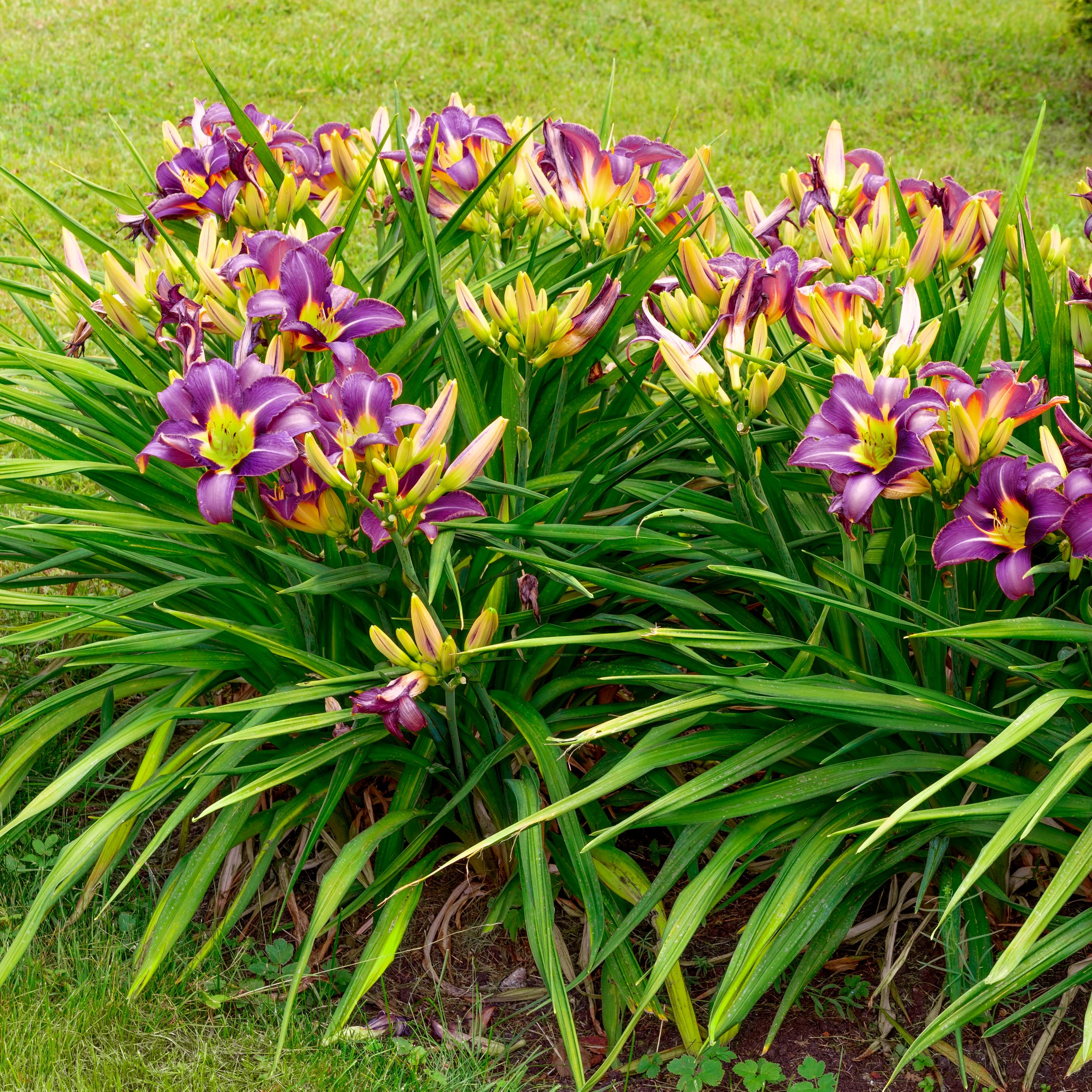 National Plant Network LW2608 perennials - View #9