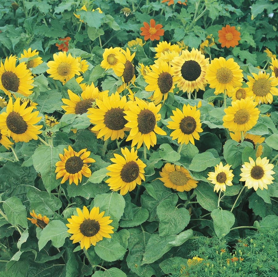 Lowe's Yellow Sunflower in 1.5-Gallon Planter NURSERY at Lowes.com