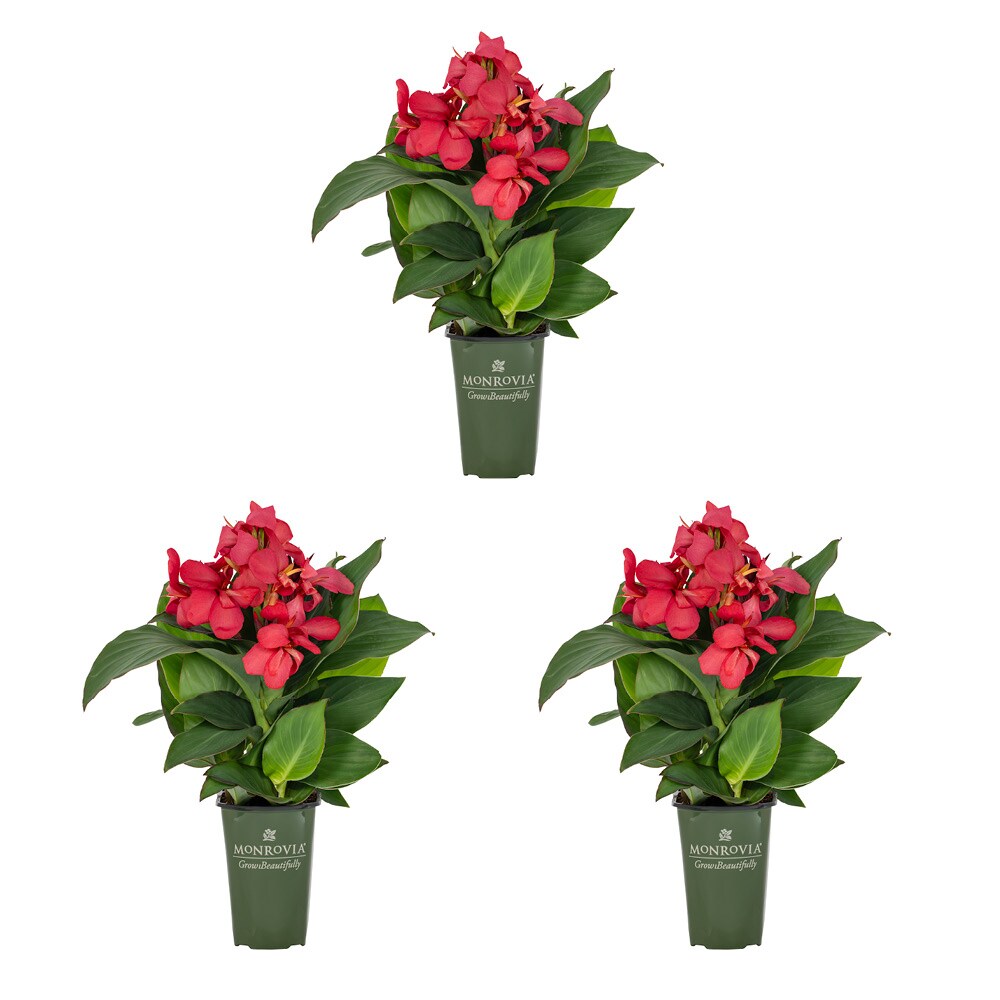 Monrovia 79150 Pink Canna Cannova Plant in 2 -Quart Pot 3 -Pack