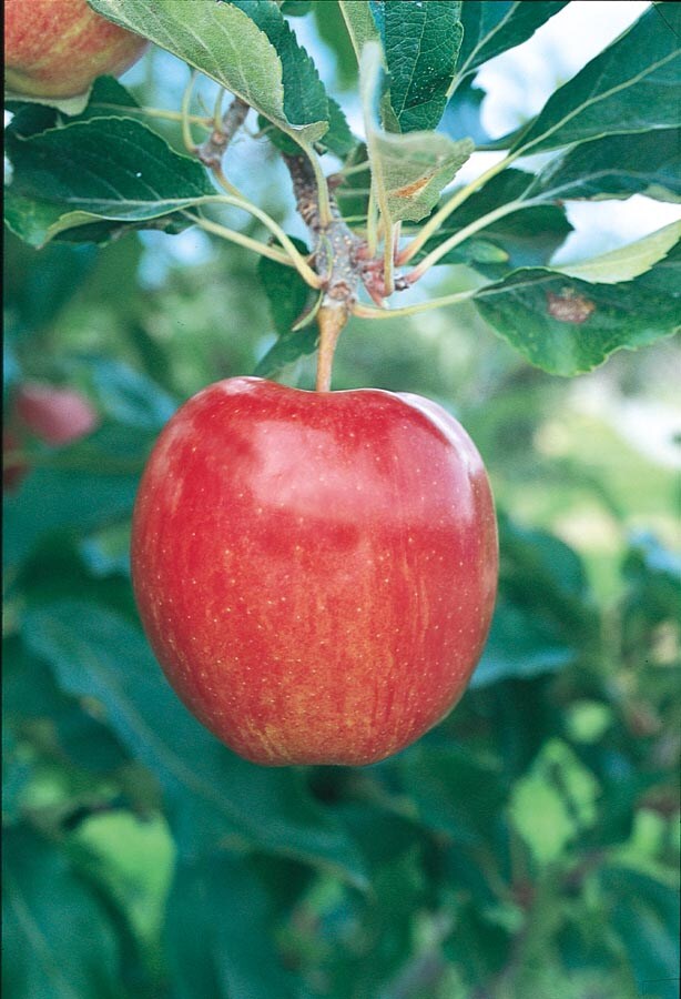 Gala Apple Tree