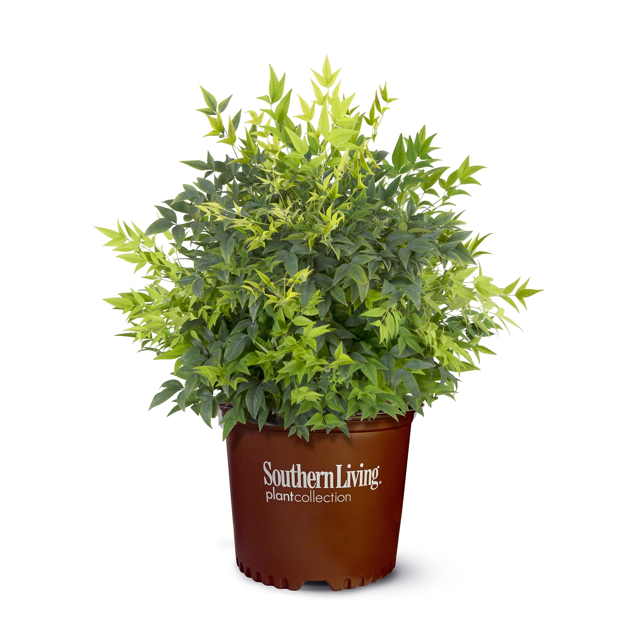 Southern Living Plant Collection 43162TSL-1 Lemon Lime Nandina Accent Shrub in 1.5 -Gallon Pot 1 -Pack
