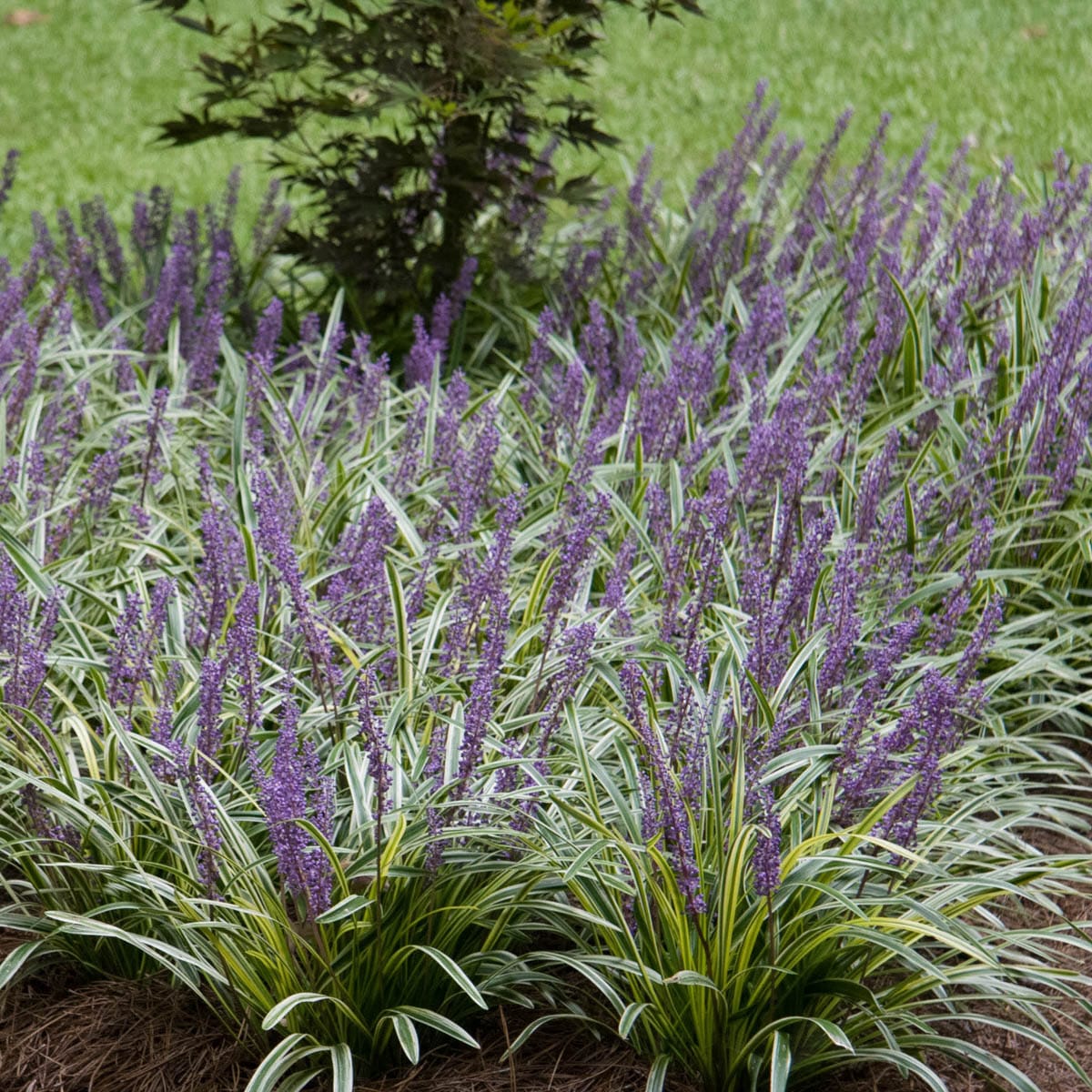 Ground Cover Growth Habit Mounding