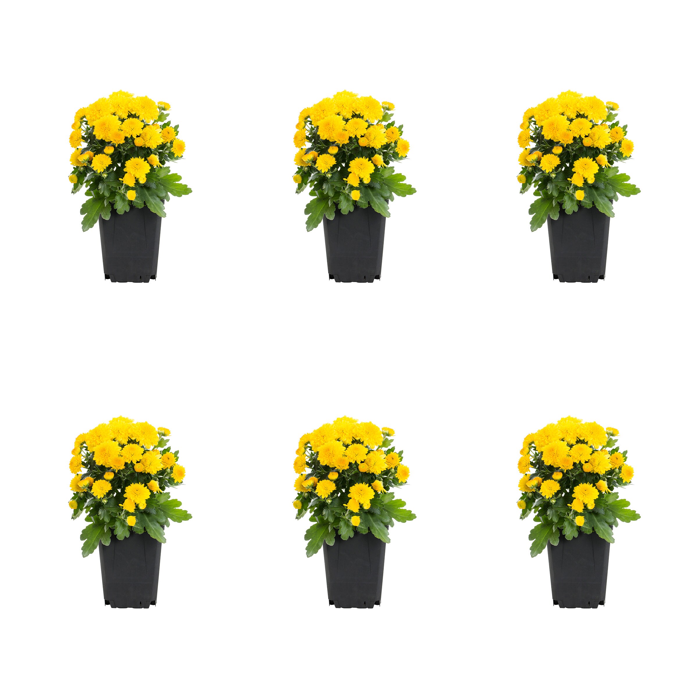 Metrolina Greenhouses 5207 Yellow Mum in 1 Pint Pot 6 -Pack