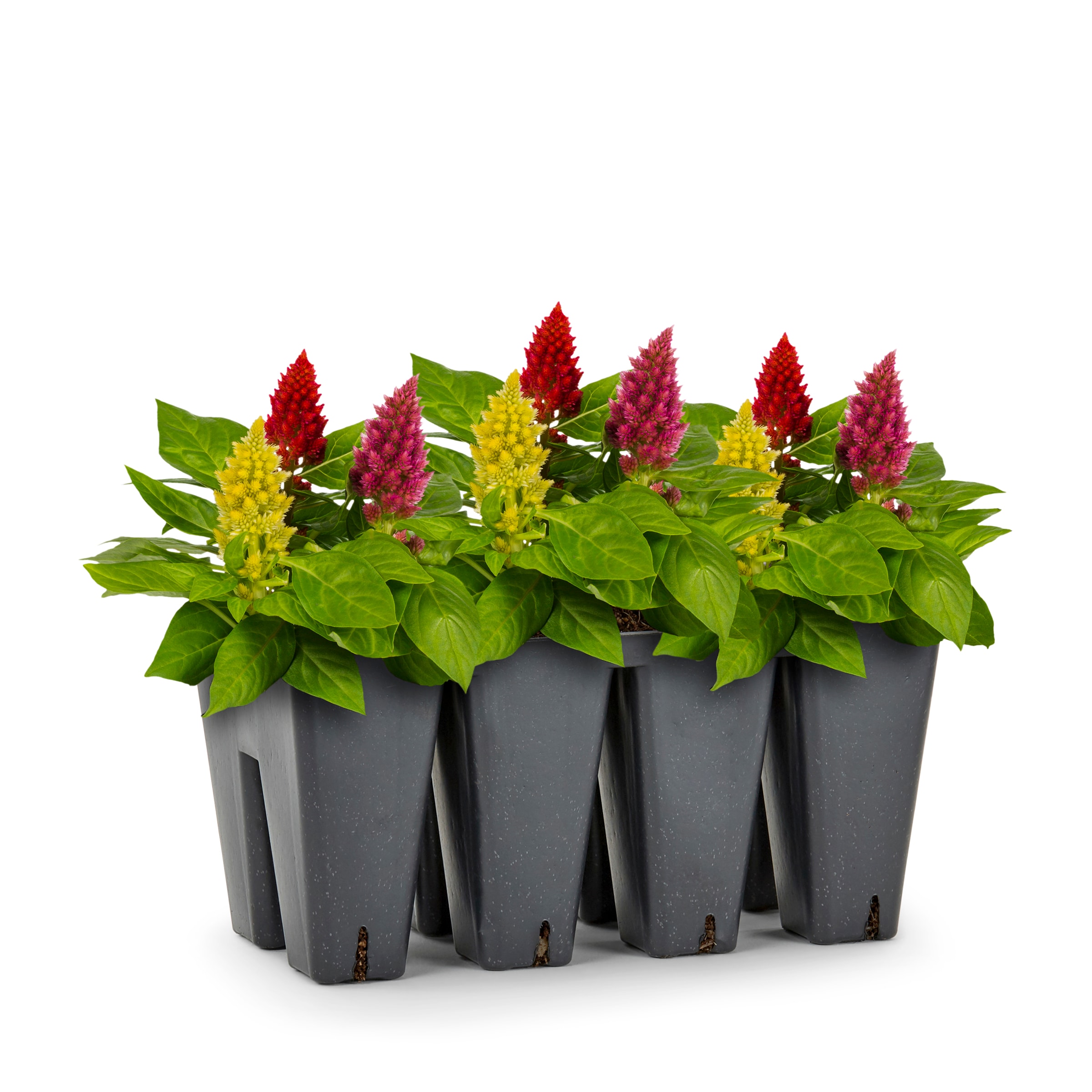 Lowe's 1527843 annuals - View #3