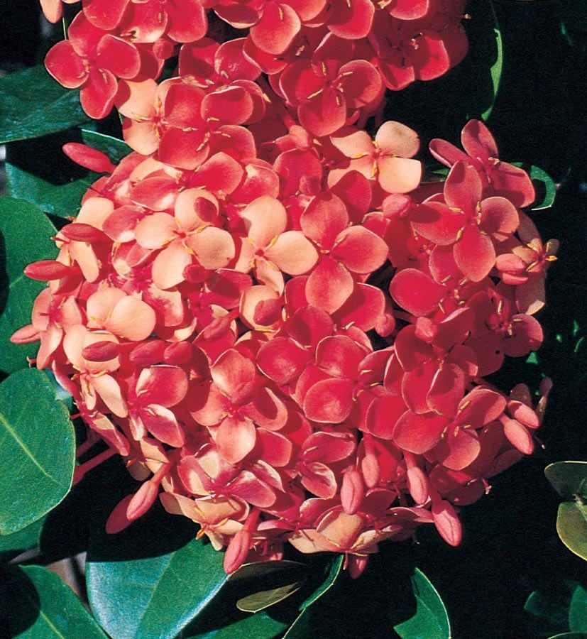 Lowes Mixed Dwarf Ixora Flowering Shrub In Pot With Soil In The