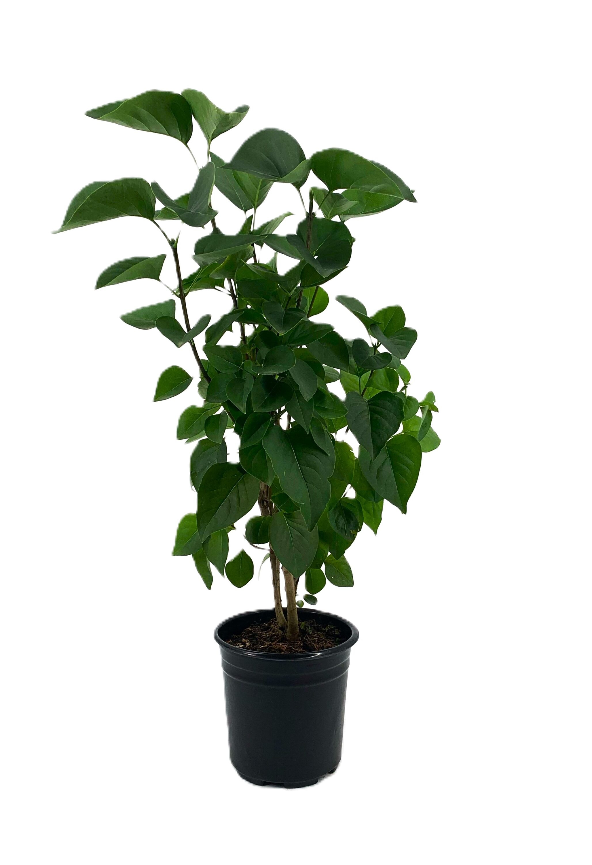  O865001 Lilac 'Fiala's Remerance' Feature Shrub in 2.5 -Quart Pot 1 -Pack with White Blooms