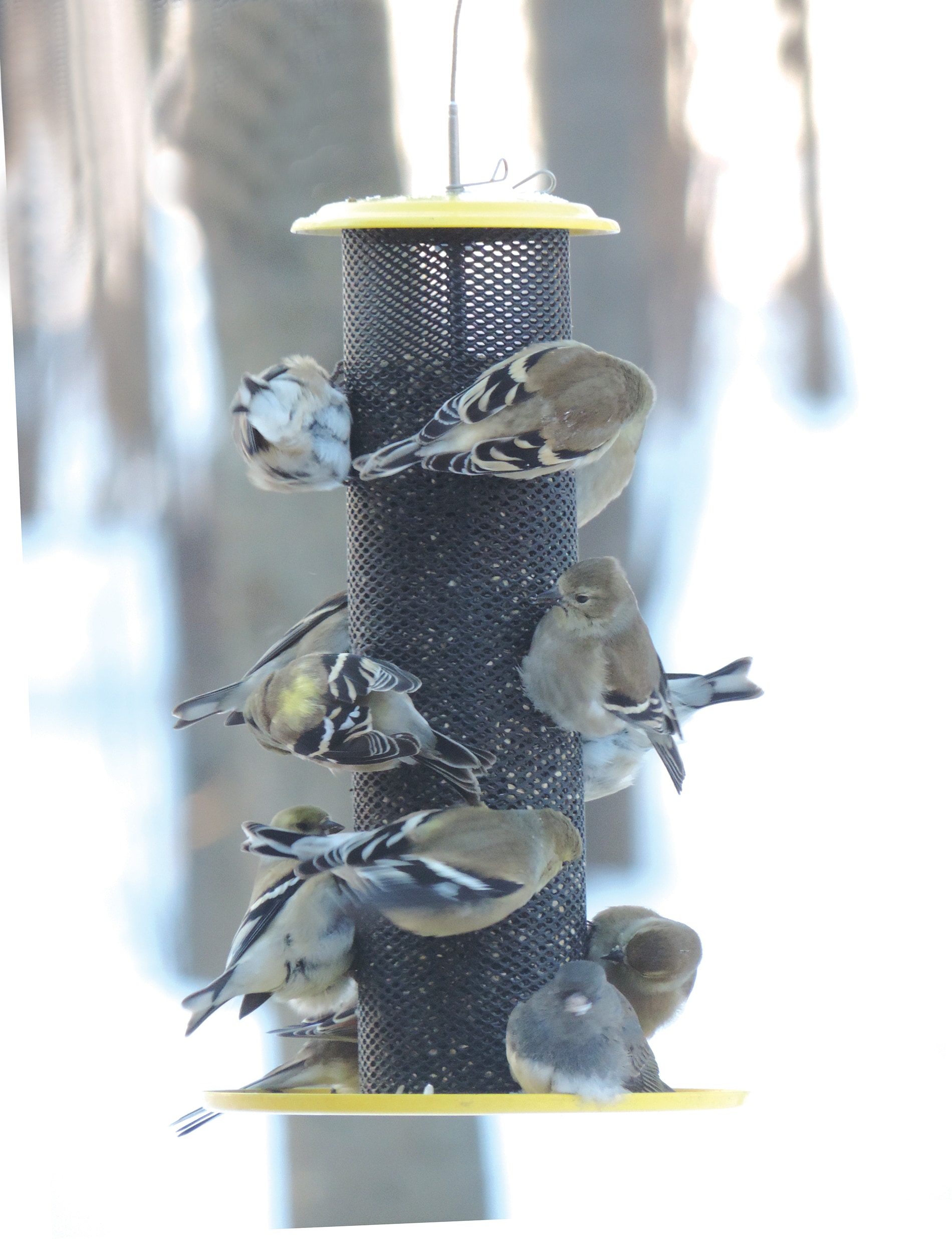 BIRDS CHOICE XTF32 Bird-Feeders - View #5