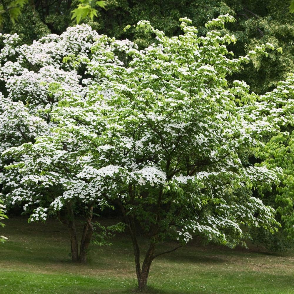 Dogwood Trees At Lowes Com