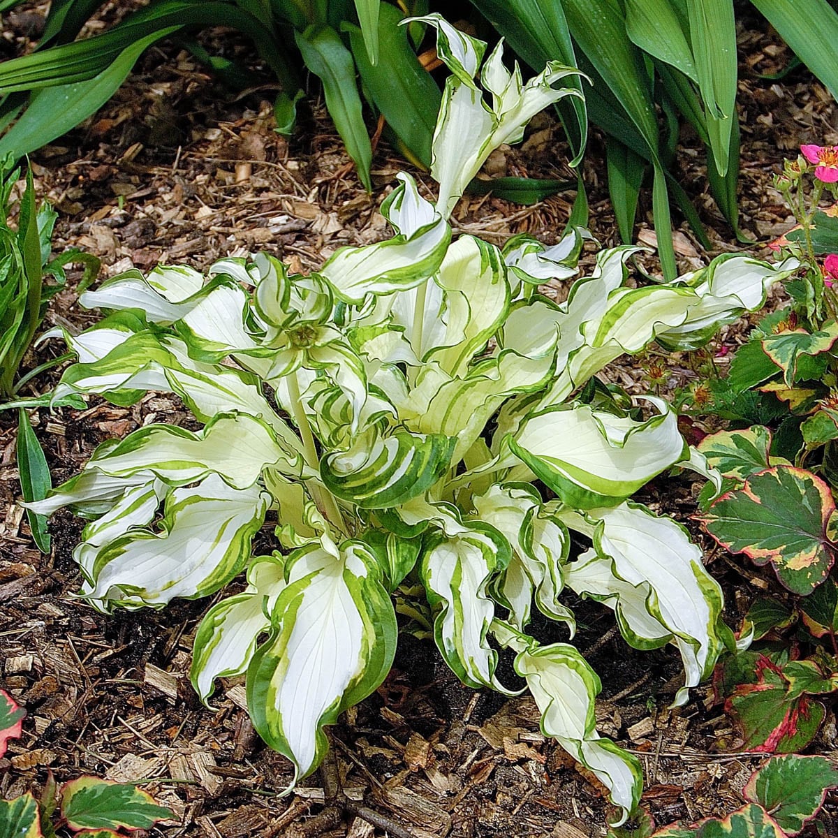 Direct Gardening 83387 perennials - View #3