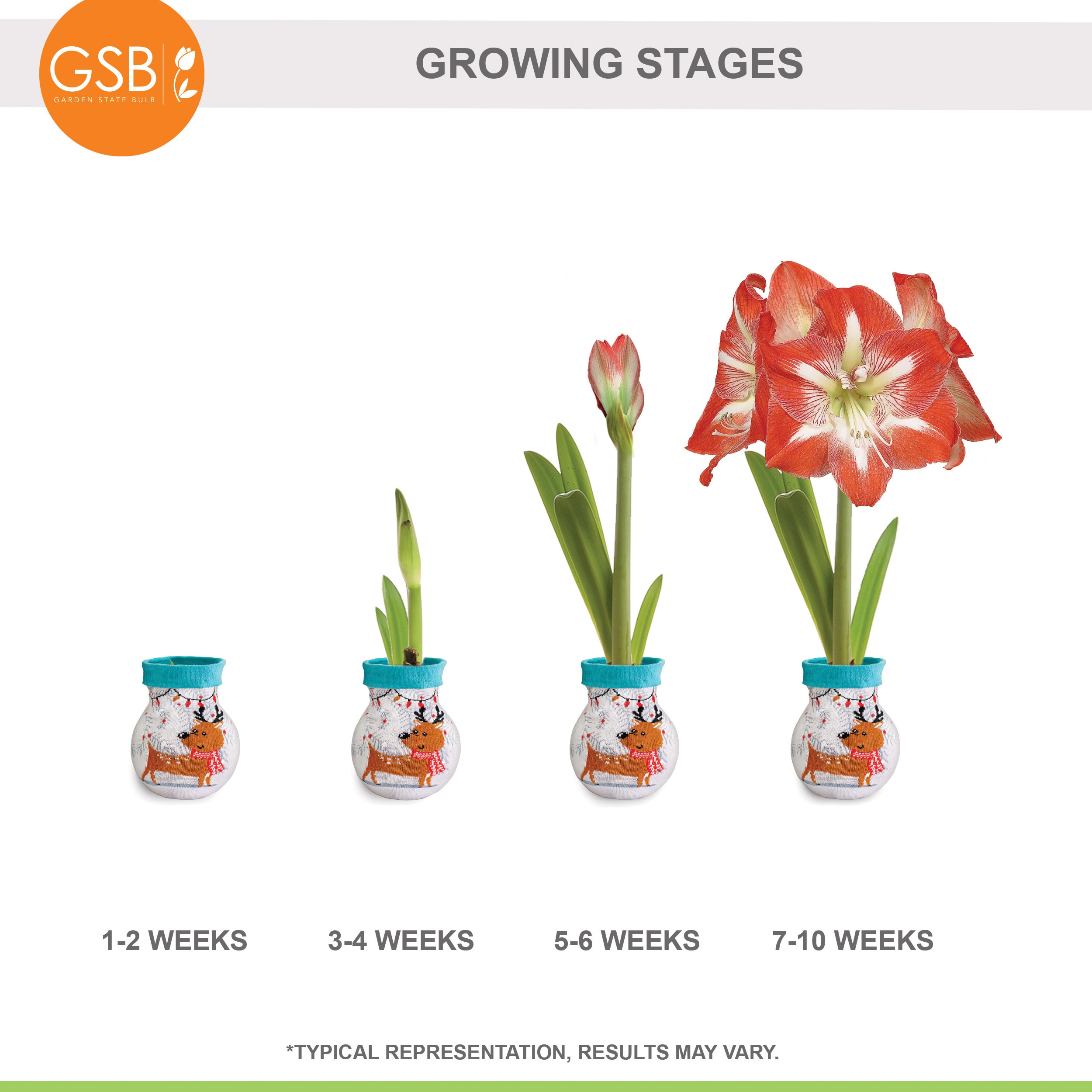 Garden State Bulb ECH-16-01-01 Plant-Bulbs - View #7