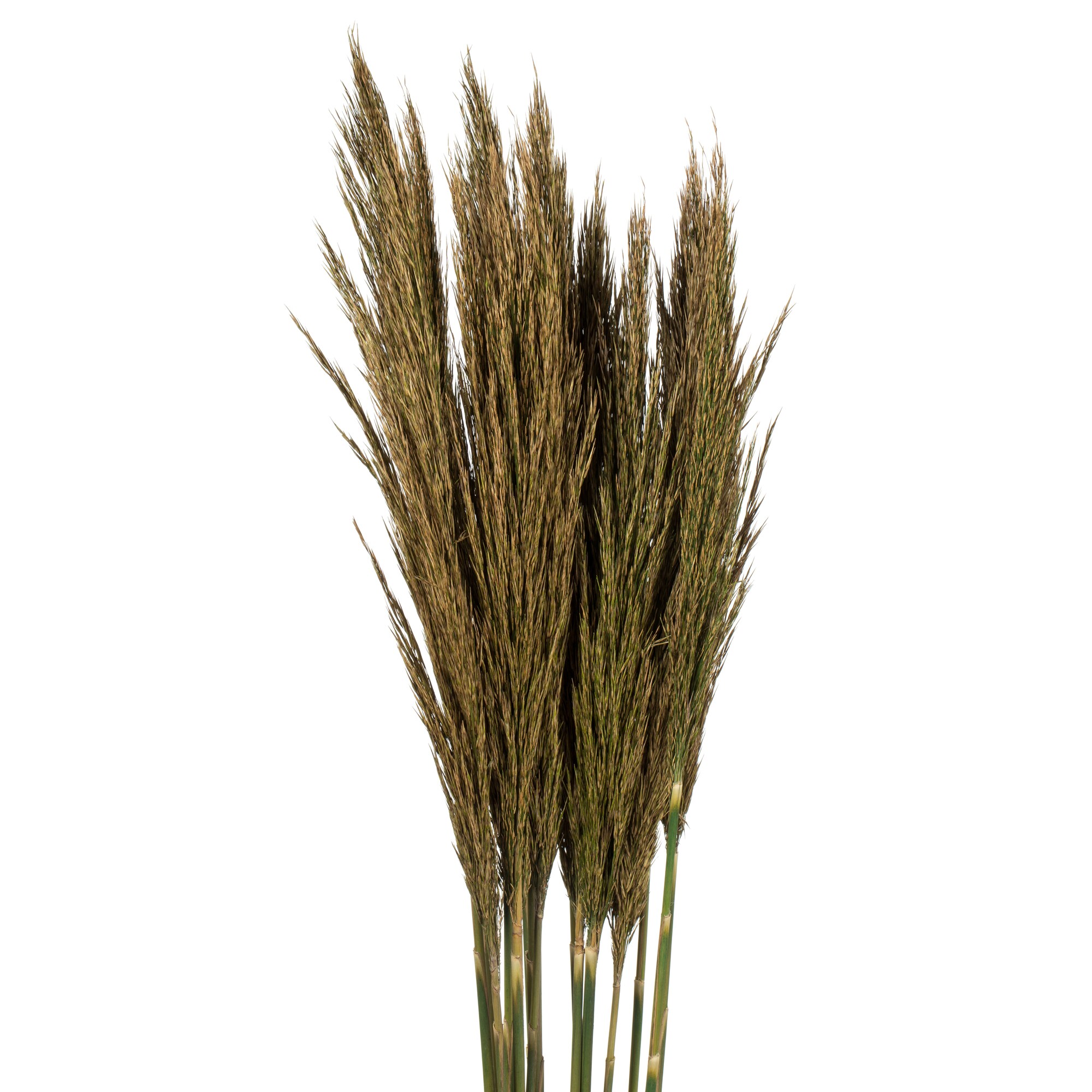 Vickerman 36-in Natural Green Indoor Artificial Preserved Artificial ...