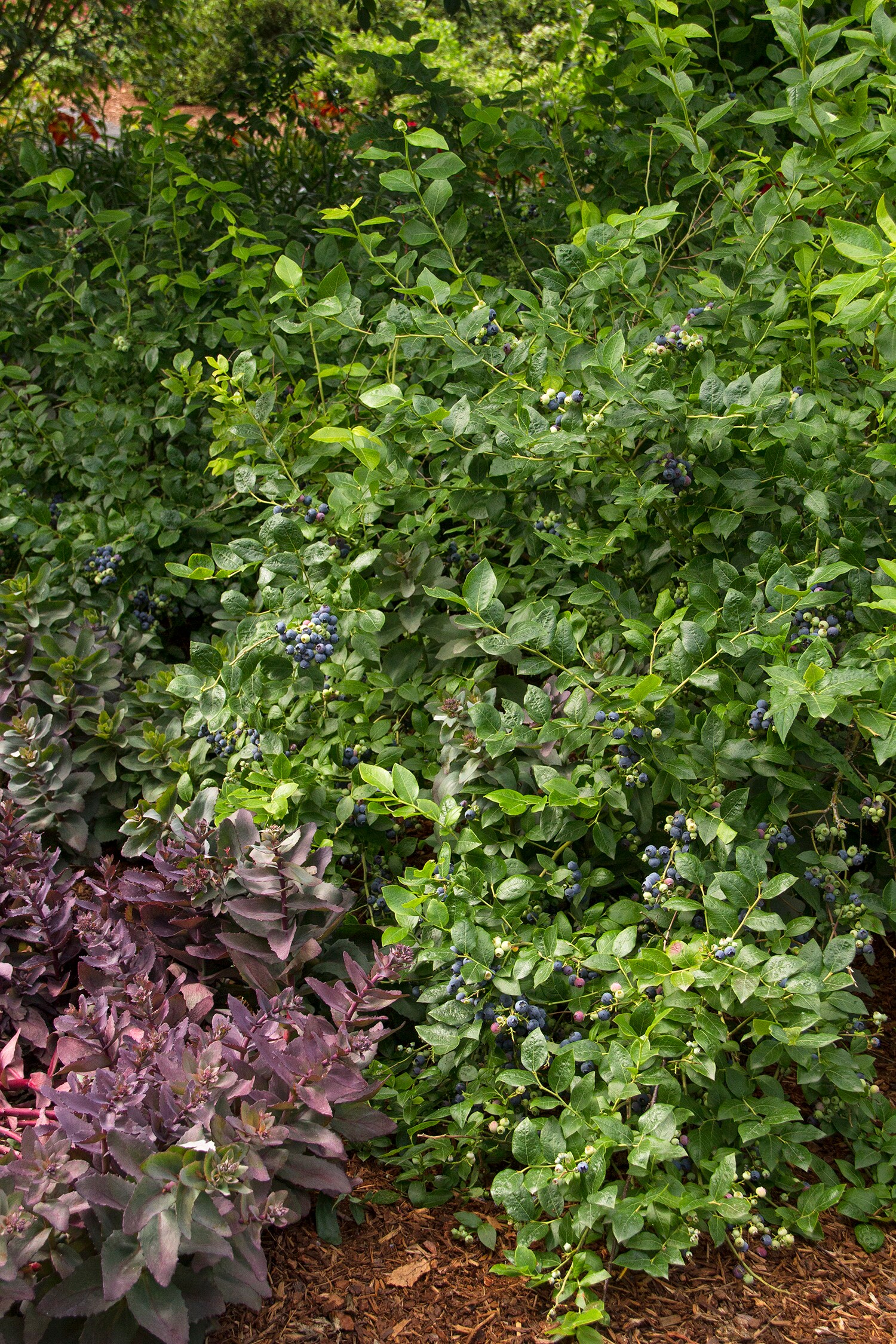 Monrovia 073401 shrubs - View #3