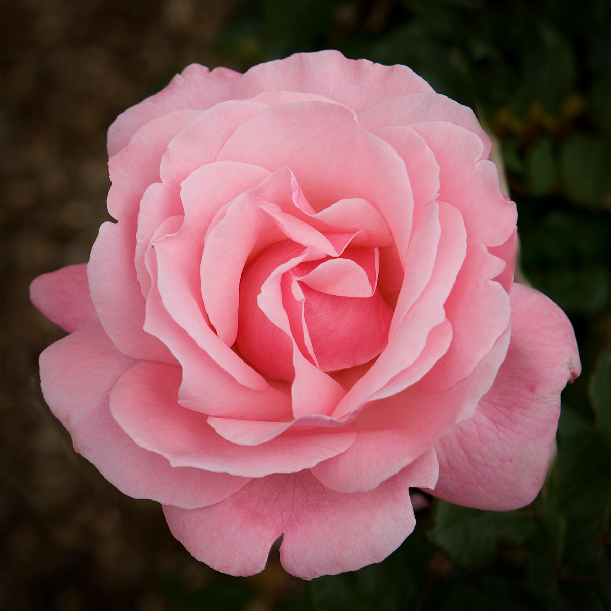 Heirloom Roses - Queen Elizabeth® Grandiflora Rose Plant - Pink Rose  Flowers 