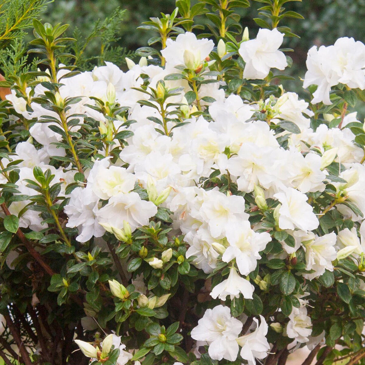 Southern Planters AZADEL03G shrubs - View #3