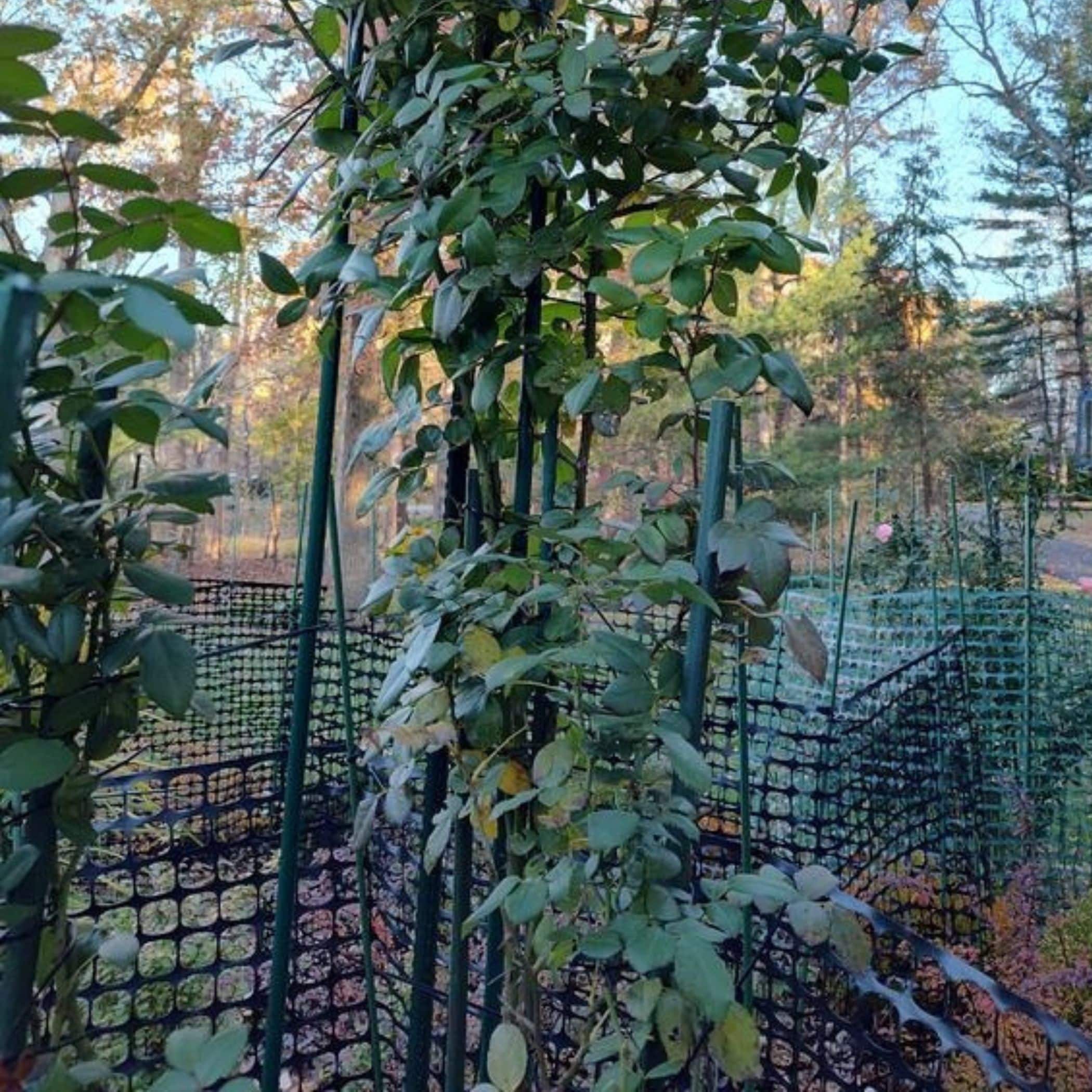 The Harvest Company 43678 Tree-Stakes-Ties - View #4