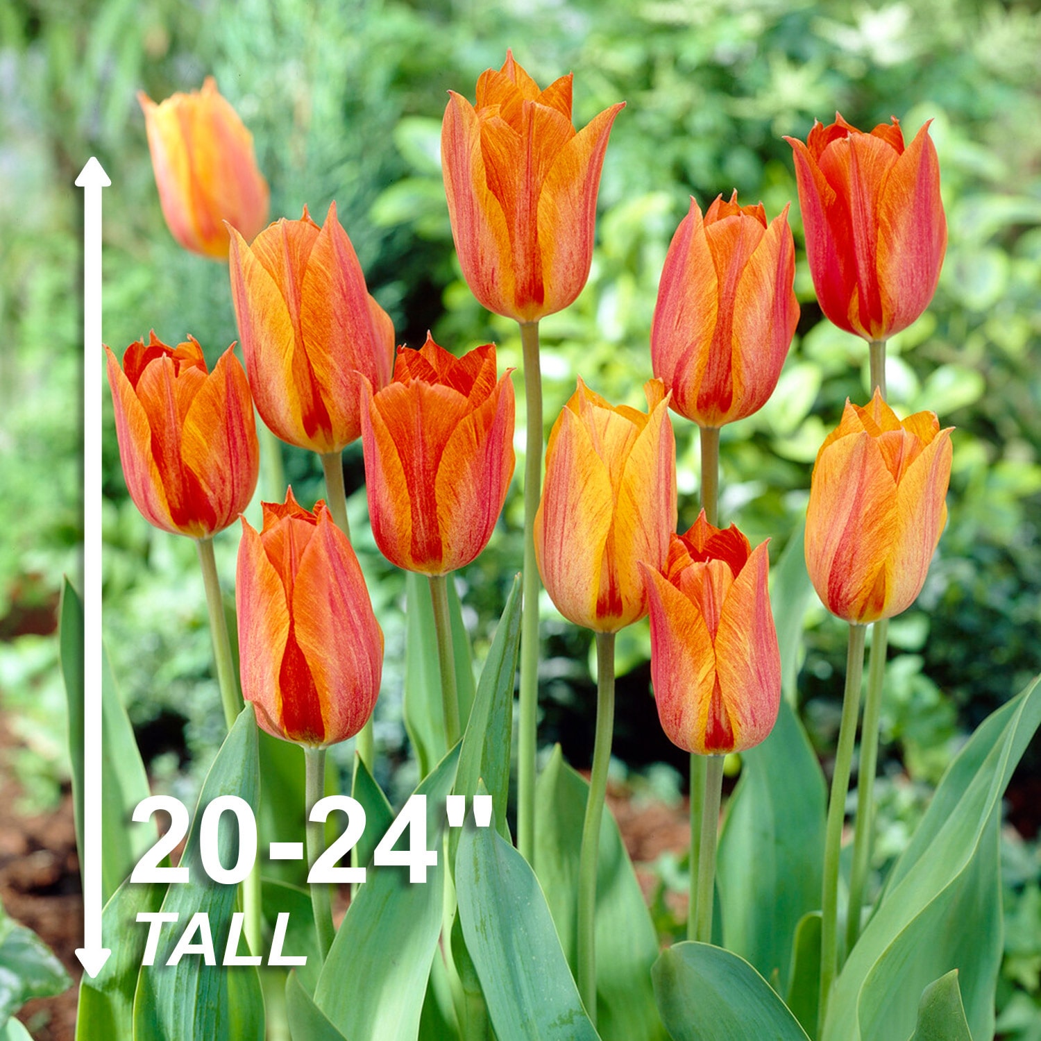 Garden State Bulb ECF-63-100-04 Plant-Bulbs - View #3