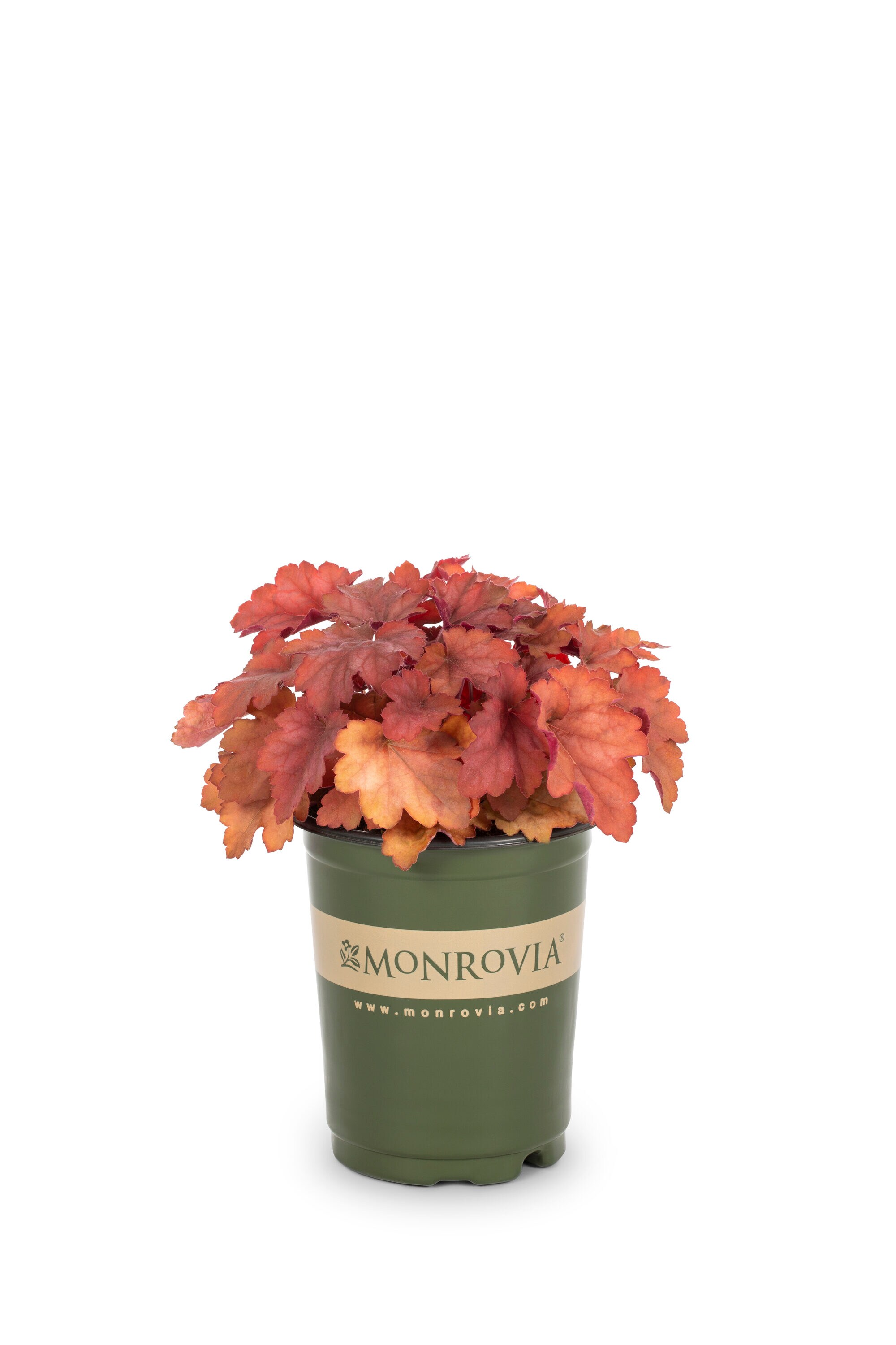 Monrovia 78506 perennials - View #4