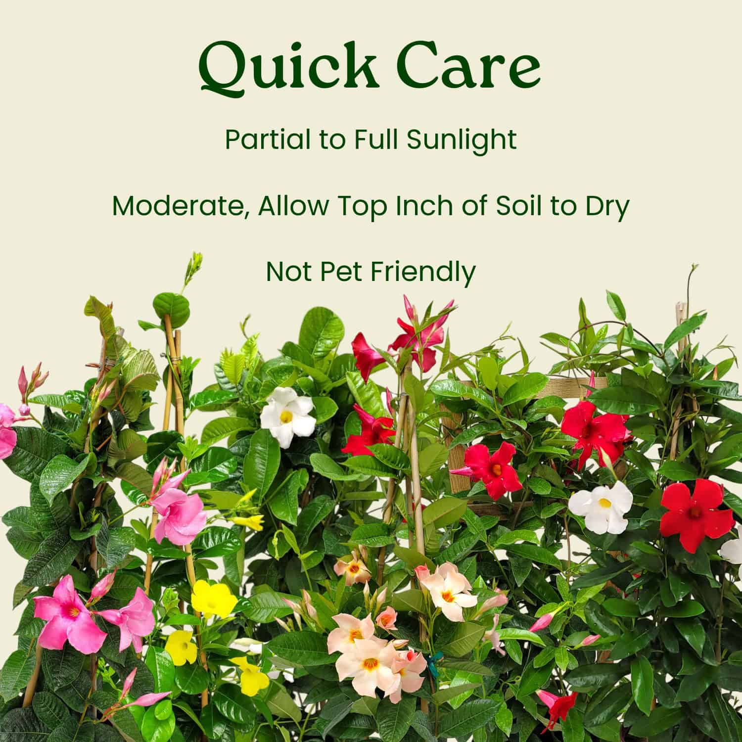 Tropical Plants of Florida Pink Mandevilla Hanging Basket in 12 Inch(es)  Basket 1 Pack in the Vines department at Lowes.com