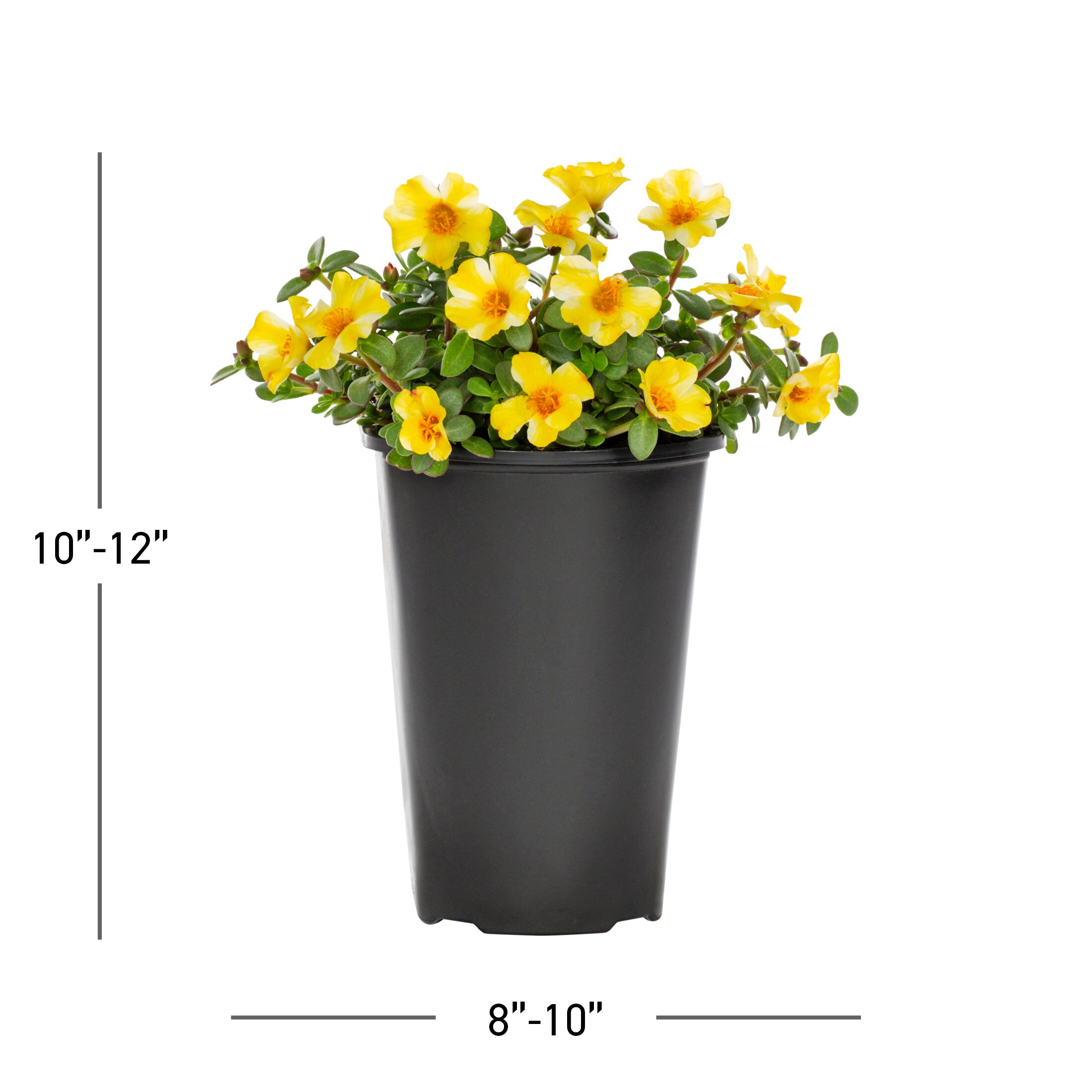 Lowe's NURSERY annuals - View #3
