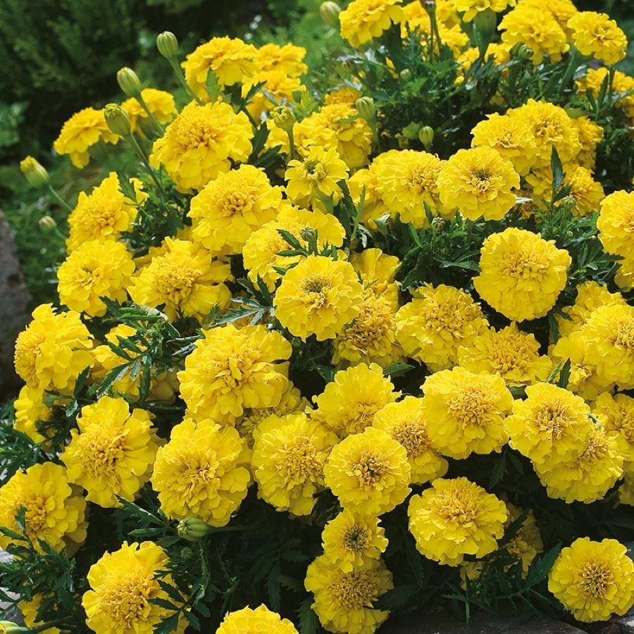 Altman Plants 0881272 annuals - View #5