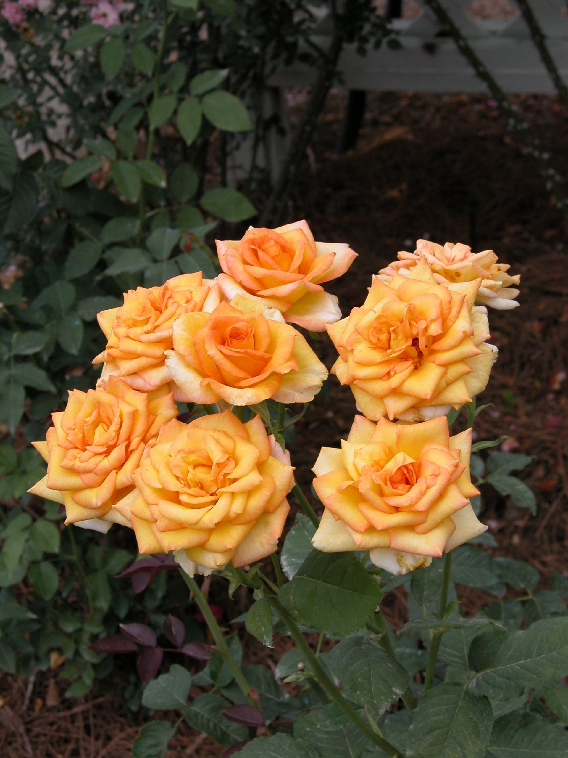 National Plant Network LW1356 roses - View #3
