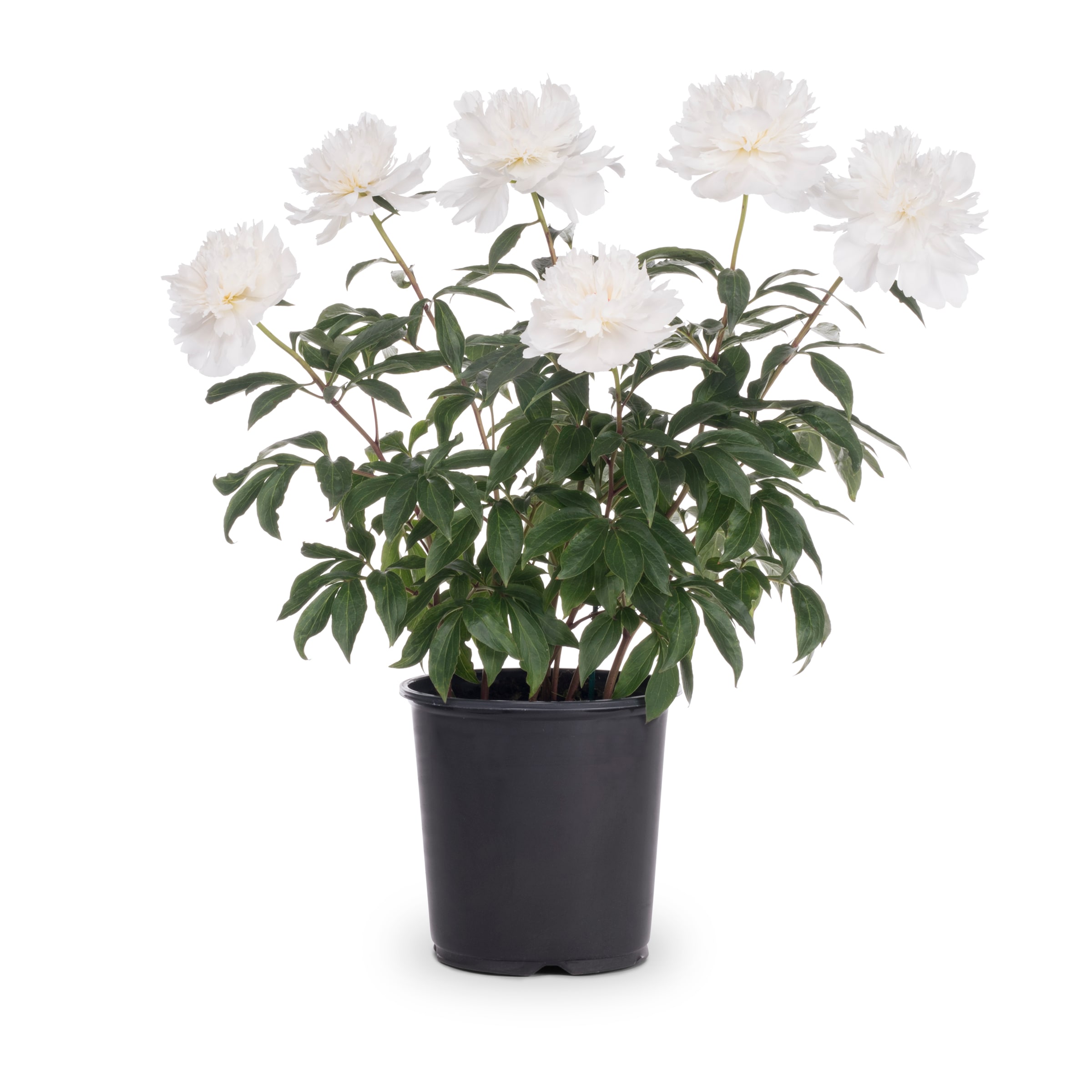 Metrolina Greenhouses 4154 White Peony Plant in 1 -Gallon Pot 1.0 -Pack