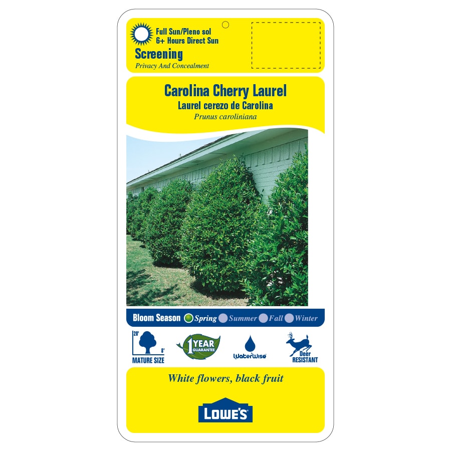 Lowe's NURSERY trees - View #2