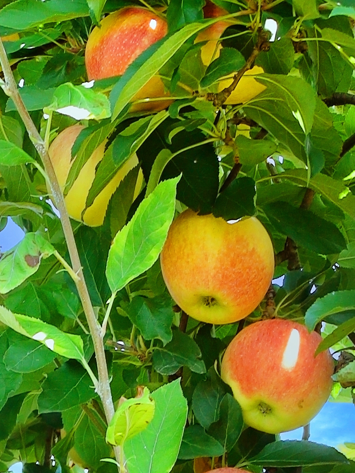 Gala Apple Tree  Grow Organic Apples At Home - PlantingTree