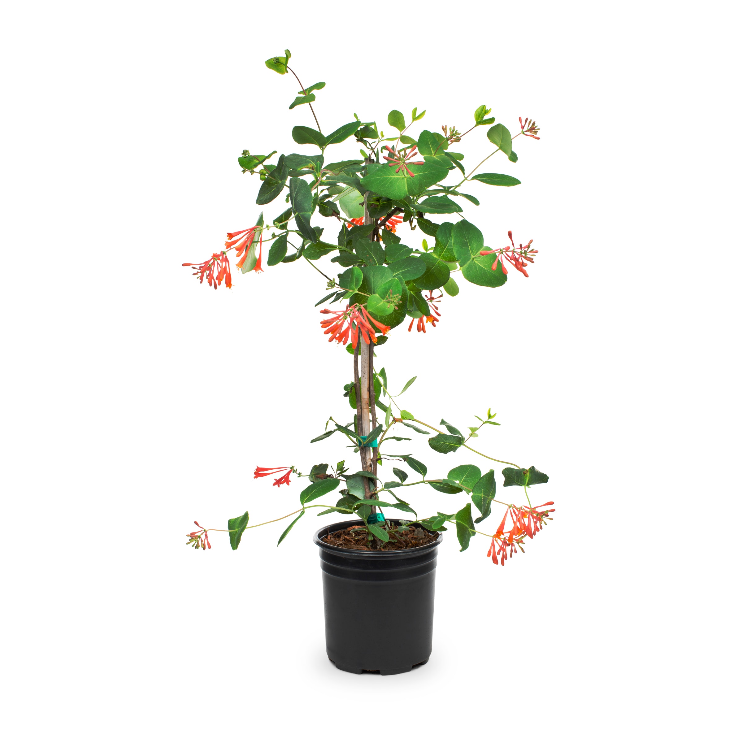 Lowe's 2.5LONIASSRT Honeysuckle Flowering Shrub in 2.5 -Quart In pot (with soil) with Multicolor Blooms
