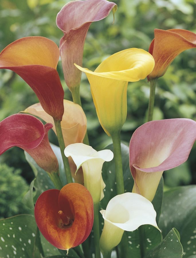 Lowe's NURSERY Multicolor Calla Lily Plant in 3 -Quart Pot