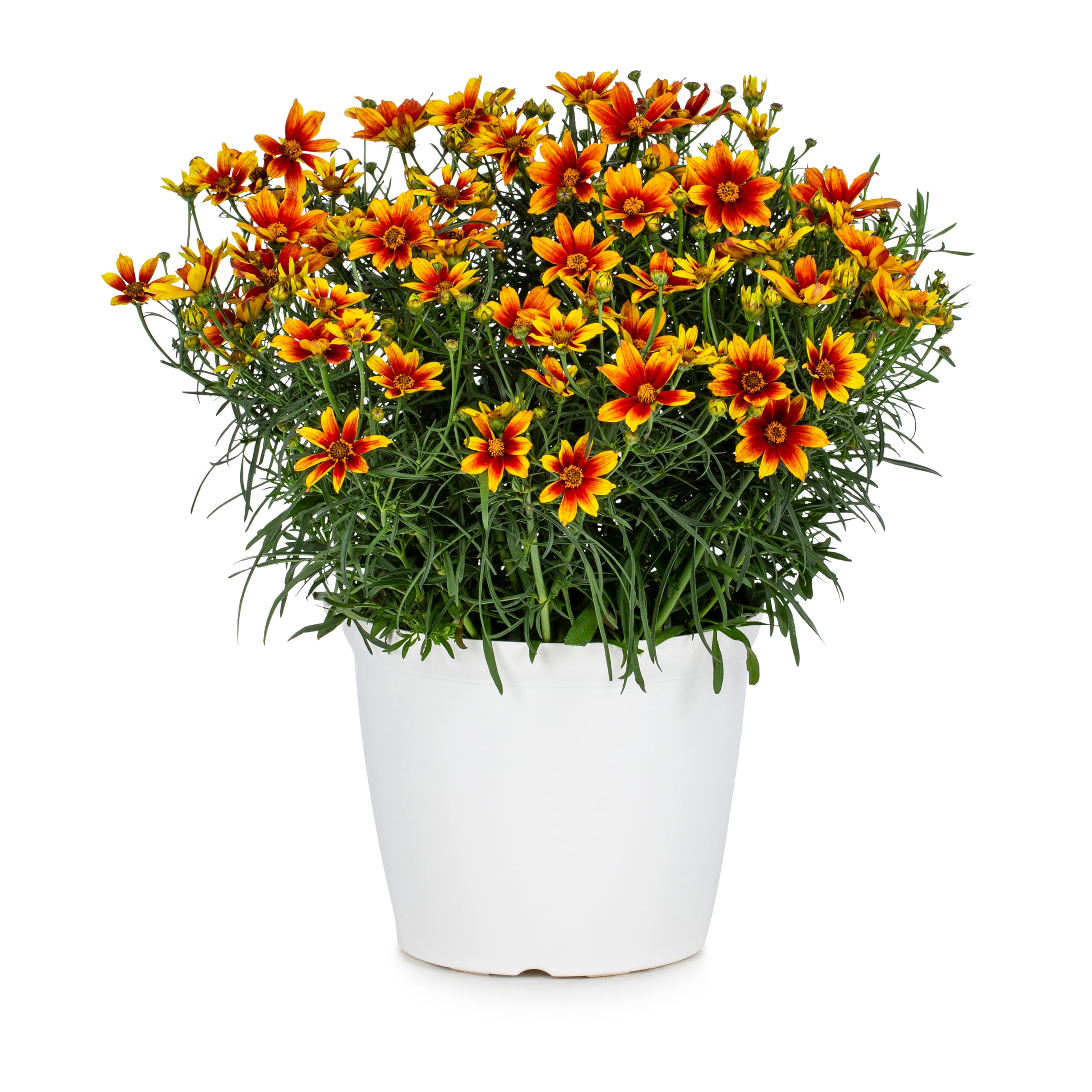 coreopsis-summer-perennials-at-lowes