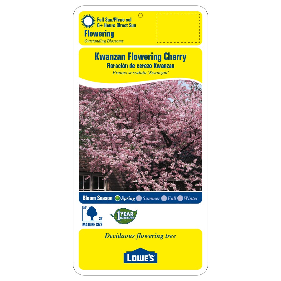 Lowe's NURSERY trees - View #2