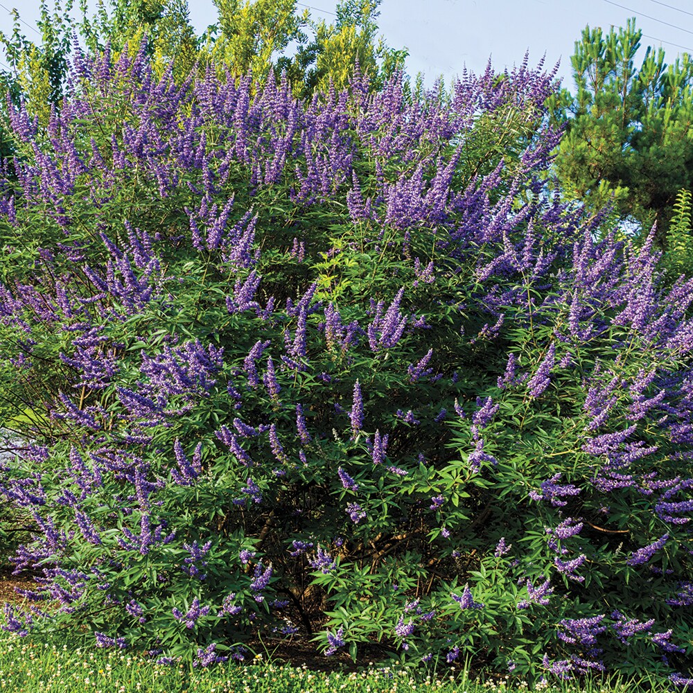 Spring Hill Nurseries 75084 shrubs - View #2