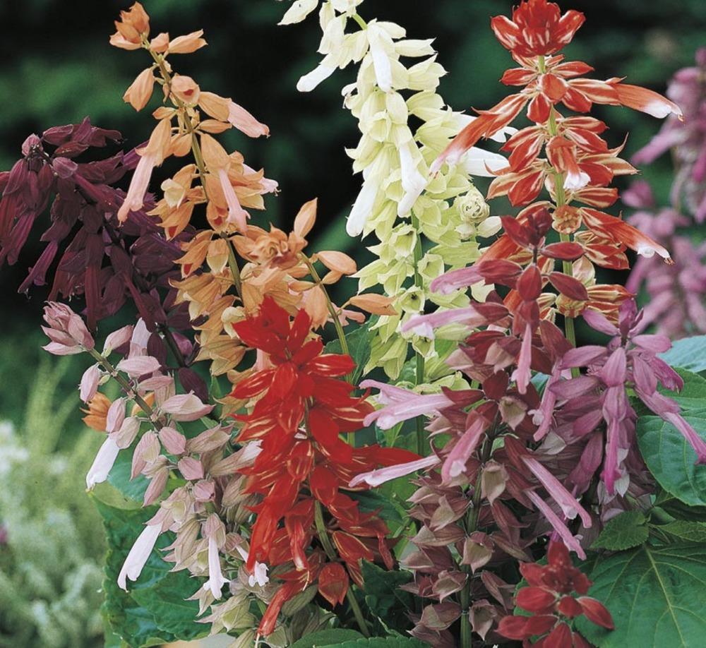 Lowe's NURSERY Multicolor Salvia in 1.5-Pint Pot