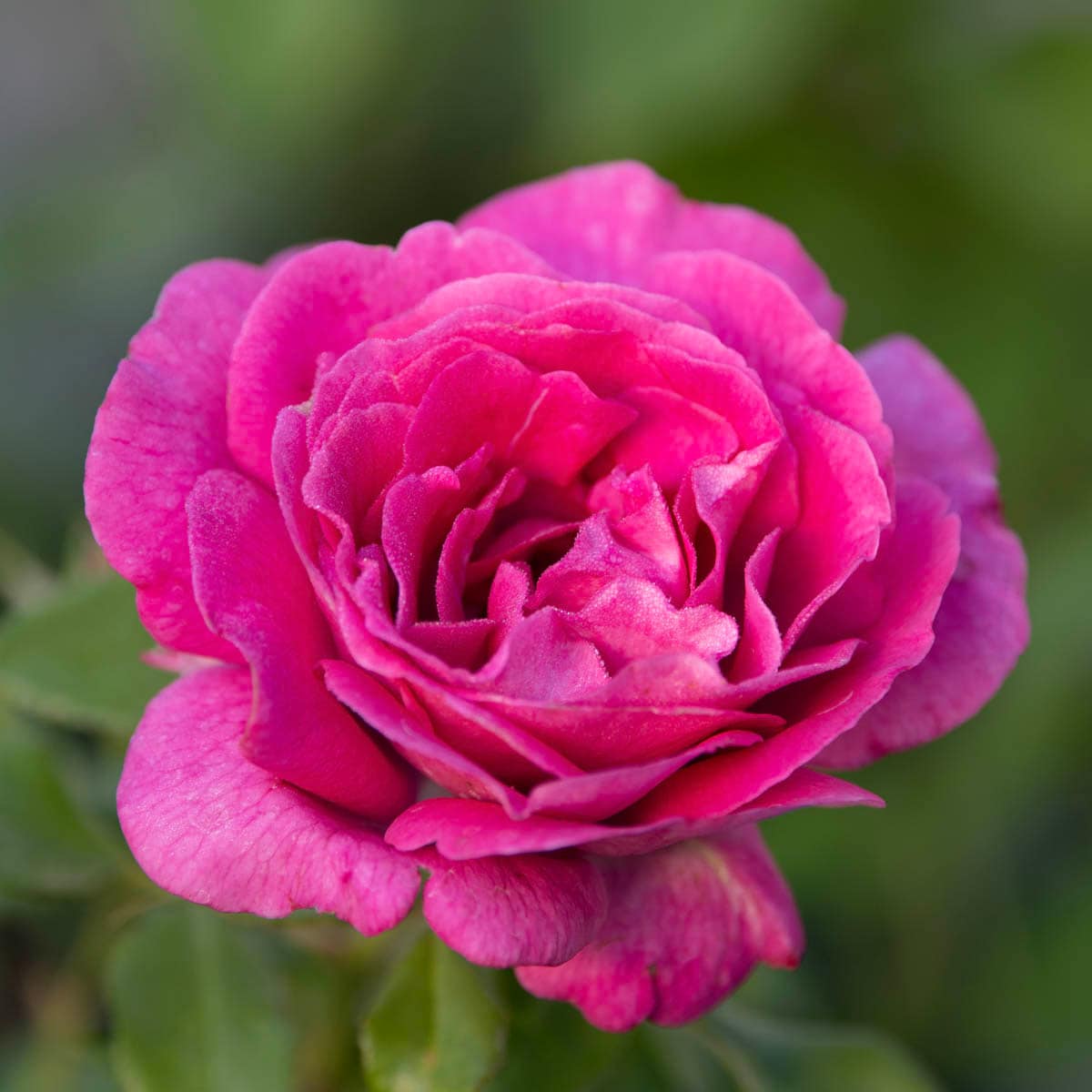 Spring Hill Nurseries 93480 roses - View #3