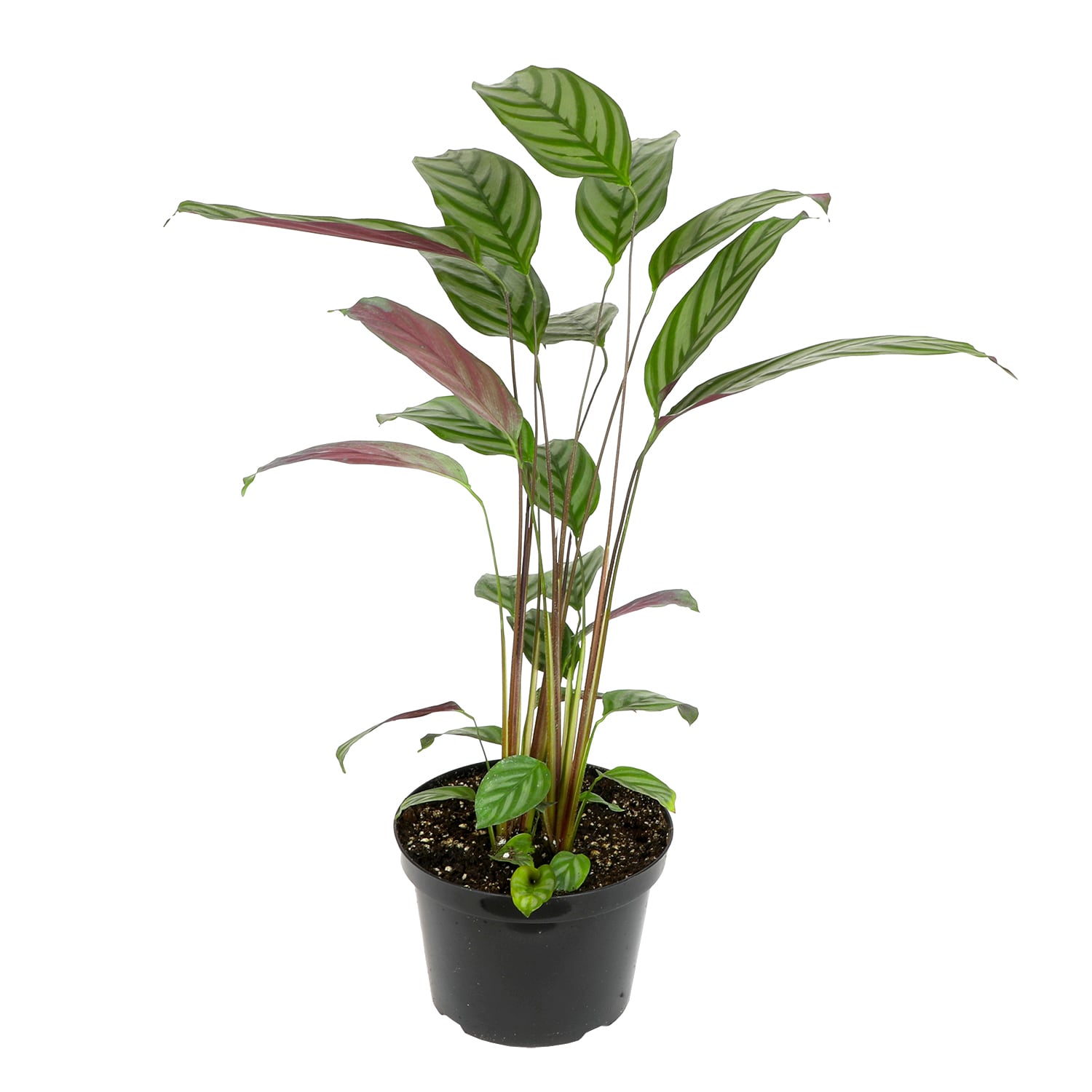 Altman Plants 0873106 Stromanthe Triostar House plant in 8 Inch(es) Planter 1 -Pack
