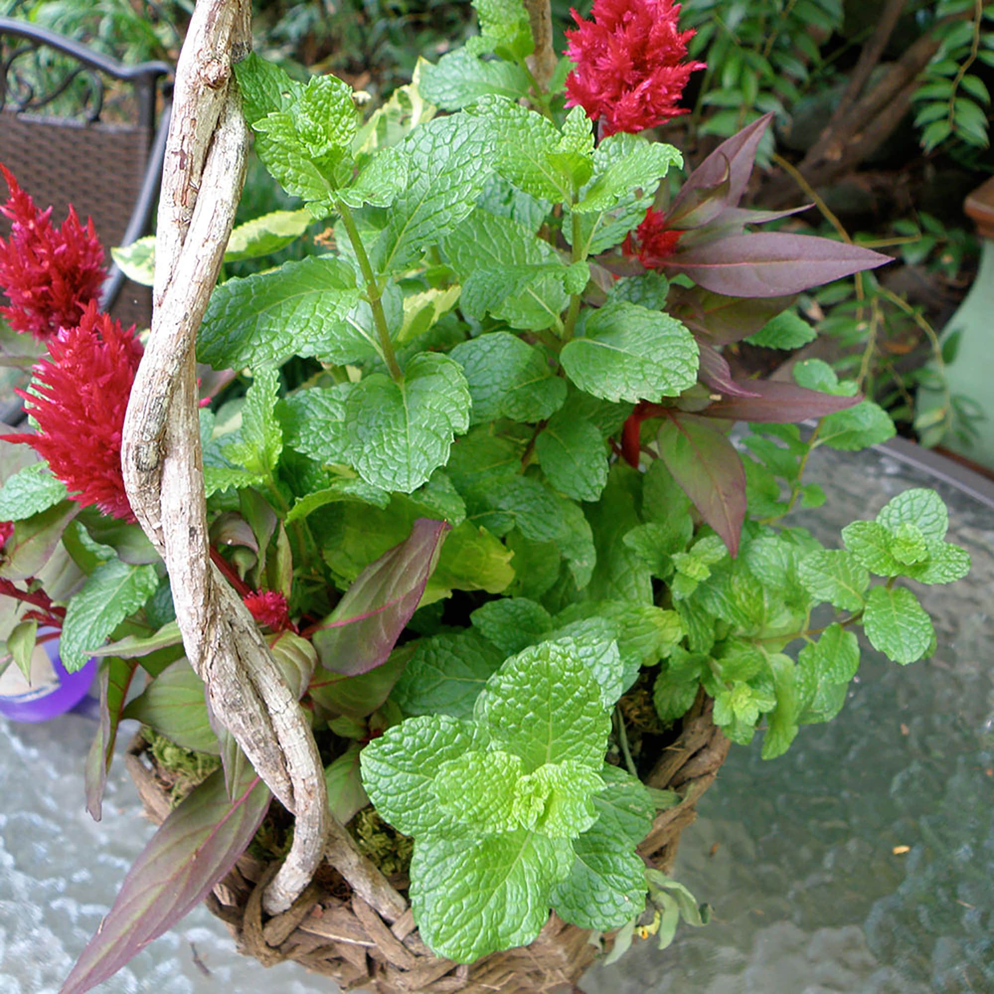 Bonnie Plants 49-710437 Herb-Plants - View #6