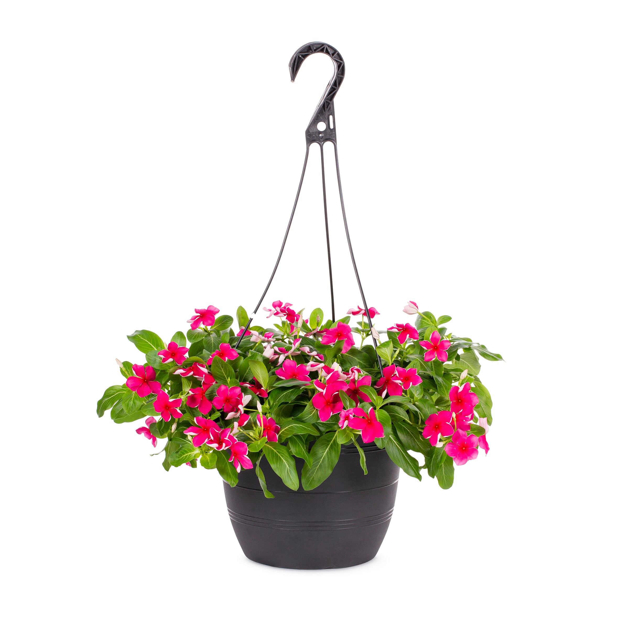 Lowe S Multicolor Vinca In 1 5 Gallon Hanging Basket In The Annuals   44871160 